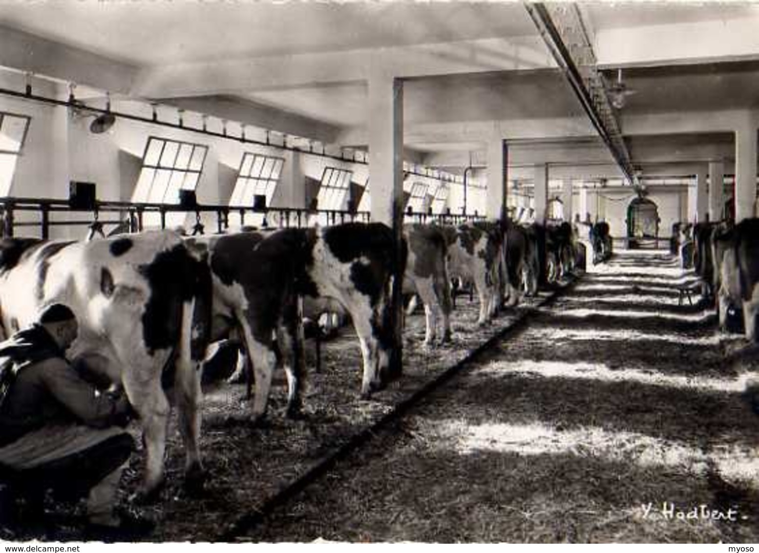 21  Abbaye De CITEAUX Par Nuits St Georges L'etable, Vaches, Photo  Hodbert - Other & Unclassified