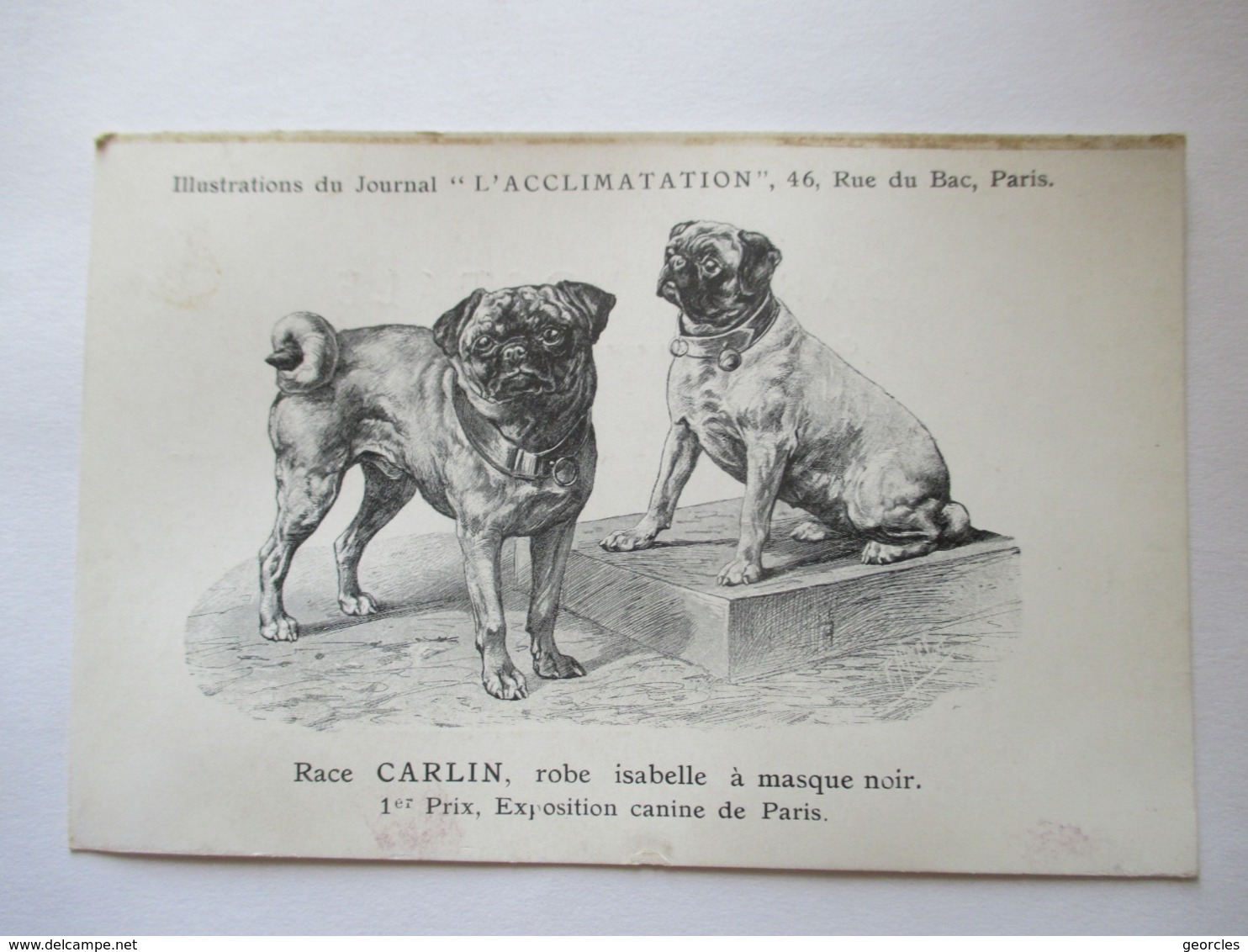 CARLIN  Robe  Isabelle .....    ...   -  JOURNAL " L ' ACCLIMATATION  "           TRACE DE MOUILLURE - Perros