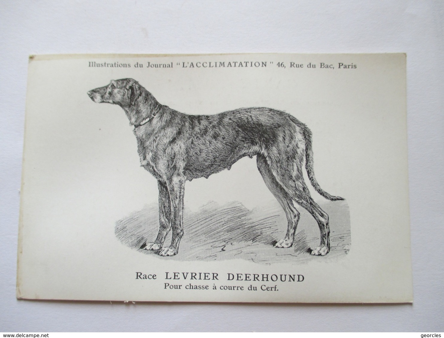 LEVRIER  DEERHOUND.    ...   -  JOURNAL " L ' ACCLIMATATION  "           TTB - Perros