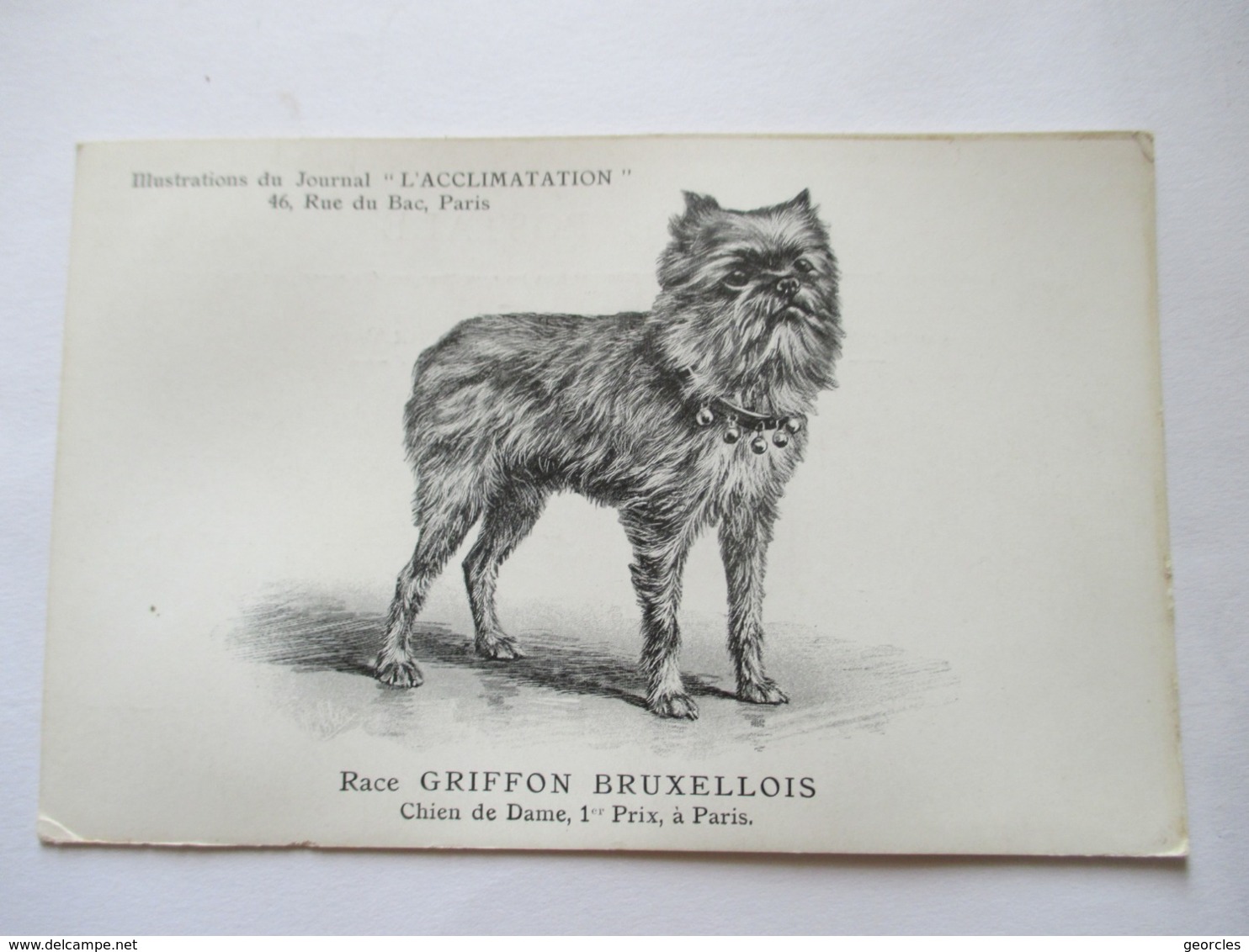 GRIFFON  BRUXELLOIS        ...   -  JOURNAL " L ' ACCLIMATATION  "           TTB - Perros