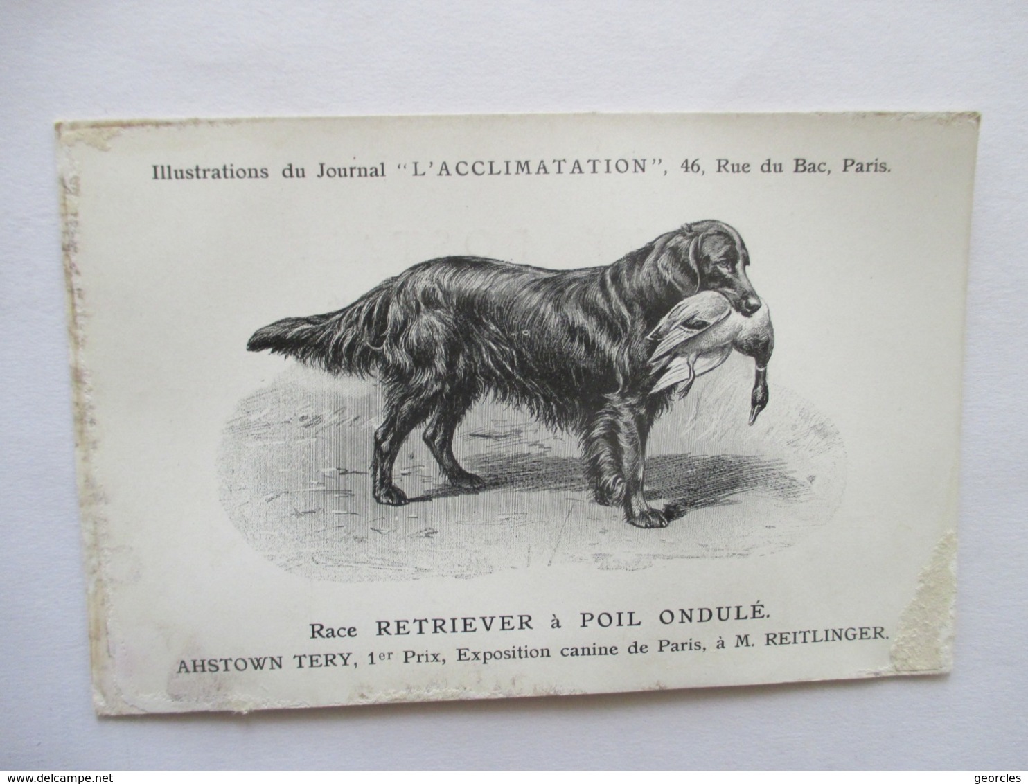 RETRIEVER  A  POIL  ONDULE     -   JOURNAL  " L ' ACCLIMATATION  "         MOUILLURES - Chiens