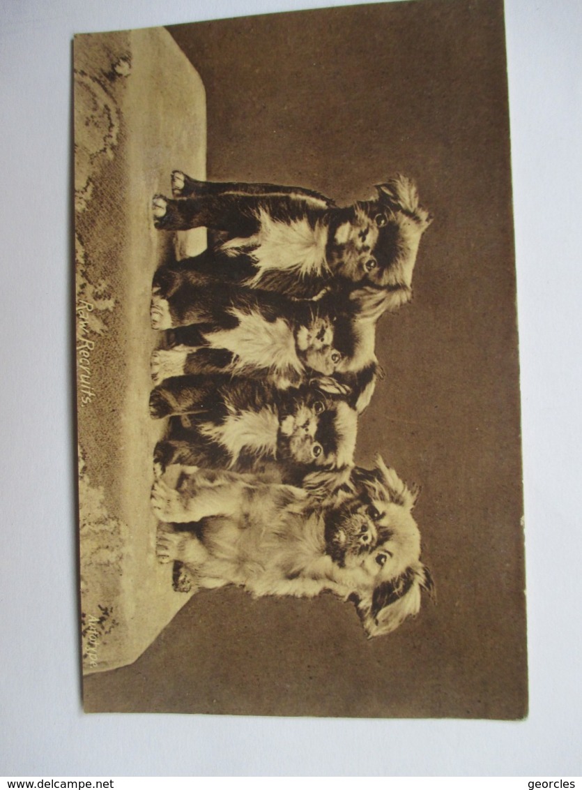 RAW  RECRUITS  -  QUATRE  CHIOTS      TTB - Chiens