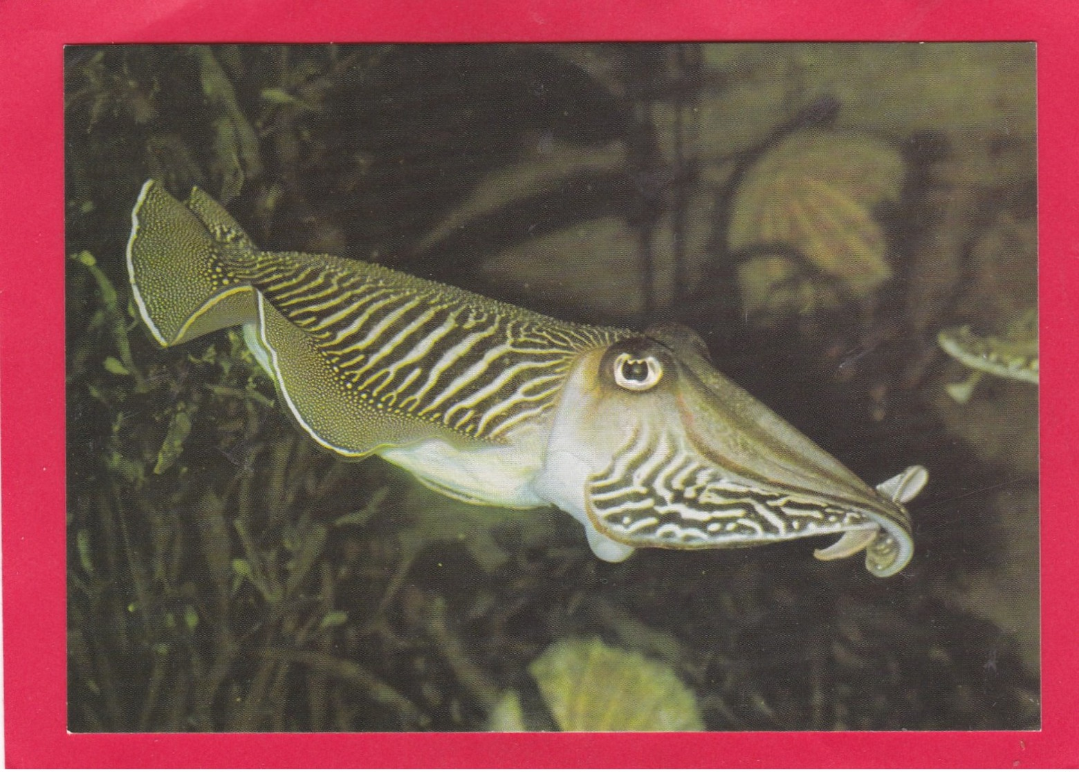 Modern Post Card Of Tropical Fish,Cuttlefish,X24. - Fish & Shellfish