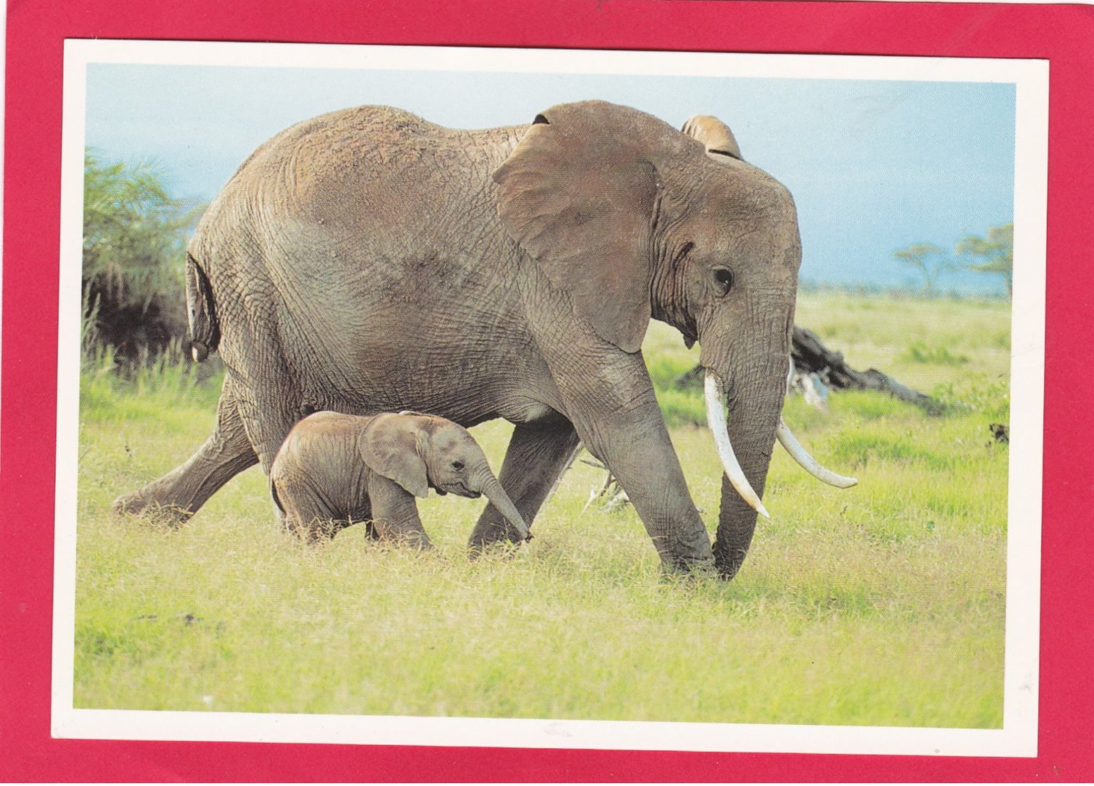 Modern Post Card Of Elephants,X25. - Elephants