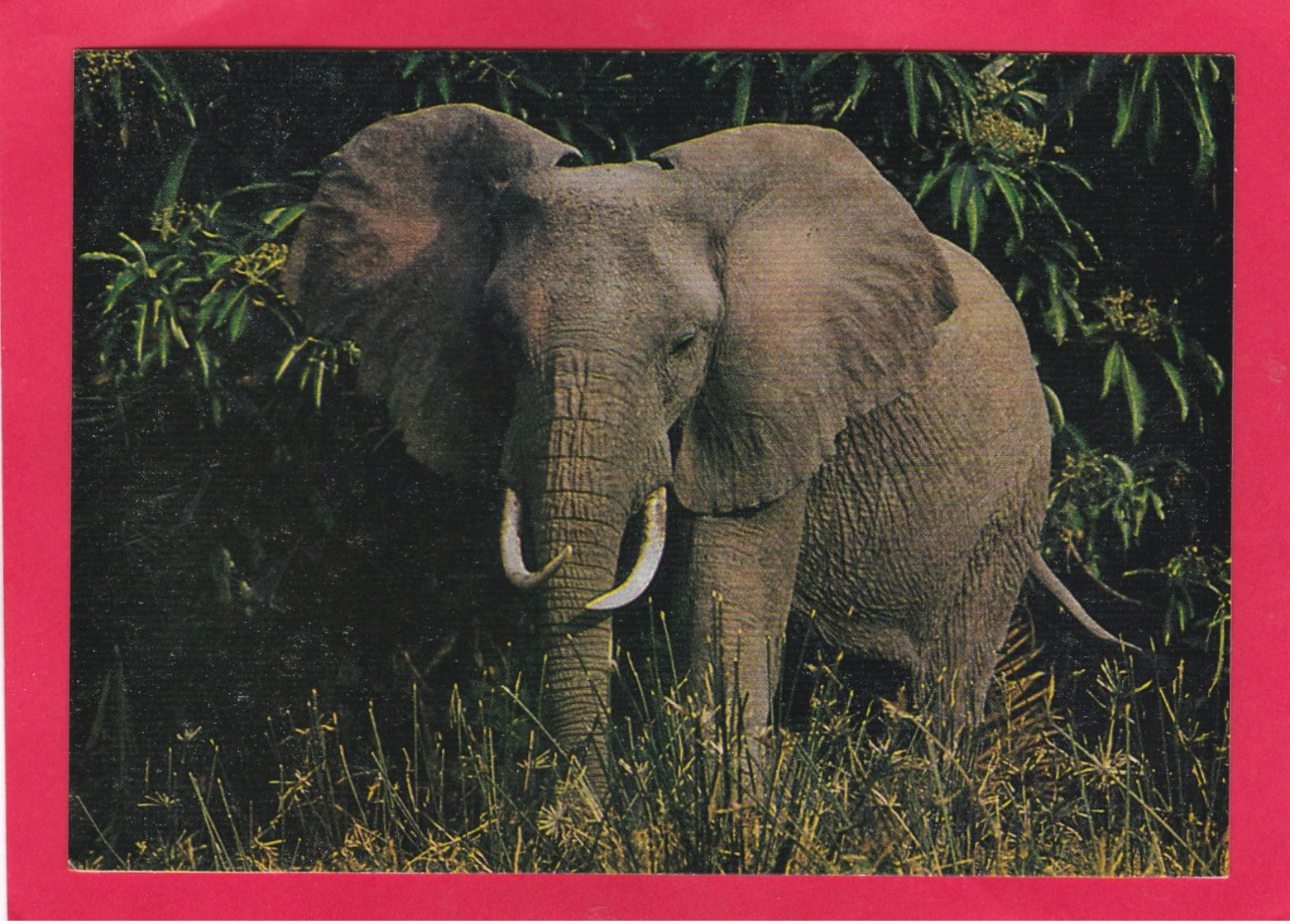 Modern Post Card Of Elephant,X25. - Elephants