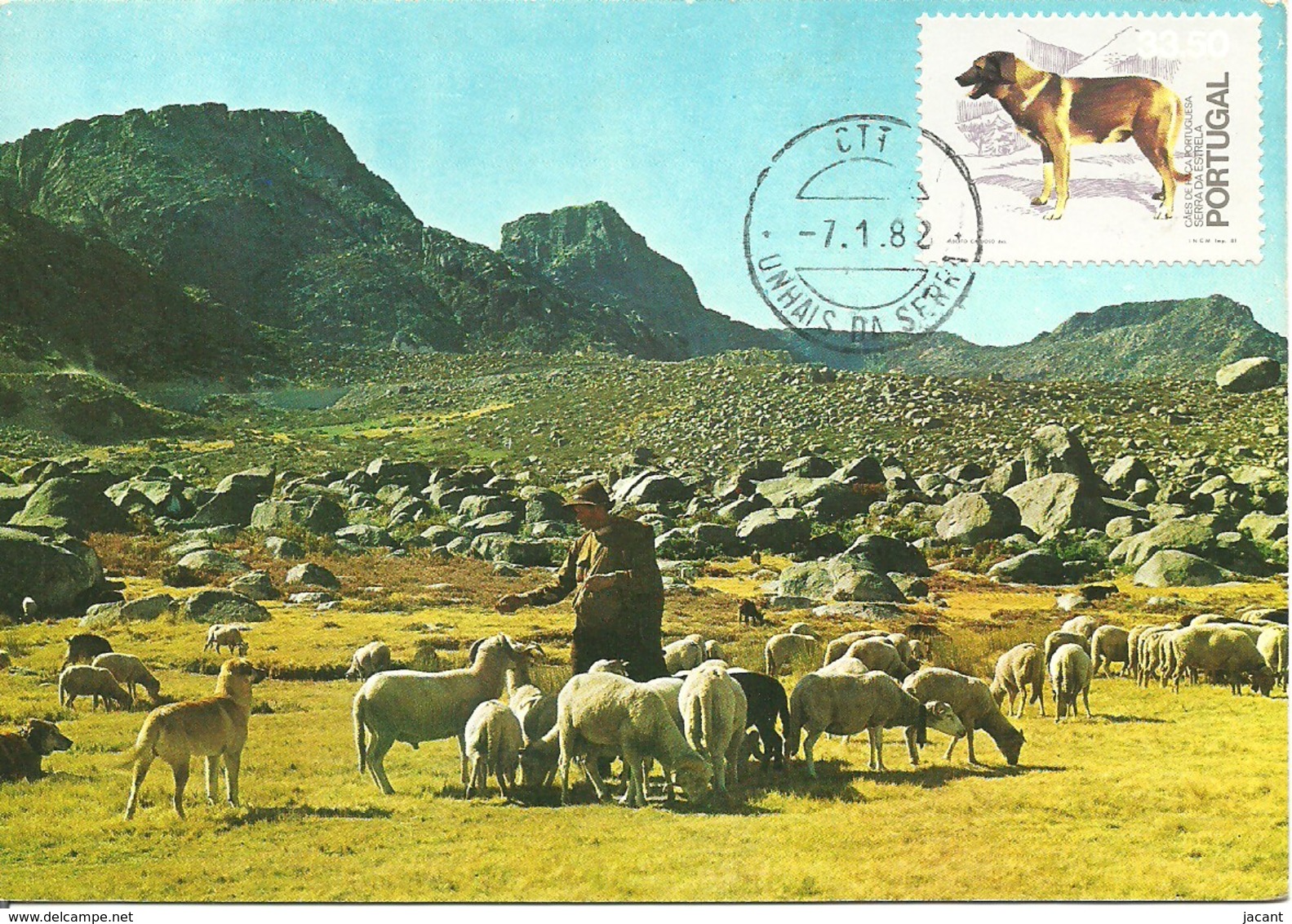 Carte Maximum - Portugal - Cão Serra Da Estrela - Chien De Montagne De Berger - Dog - Tarjetas – Máximo