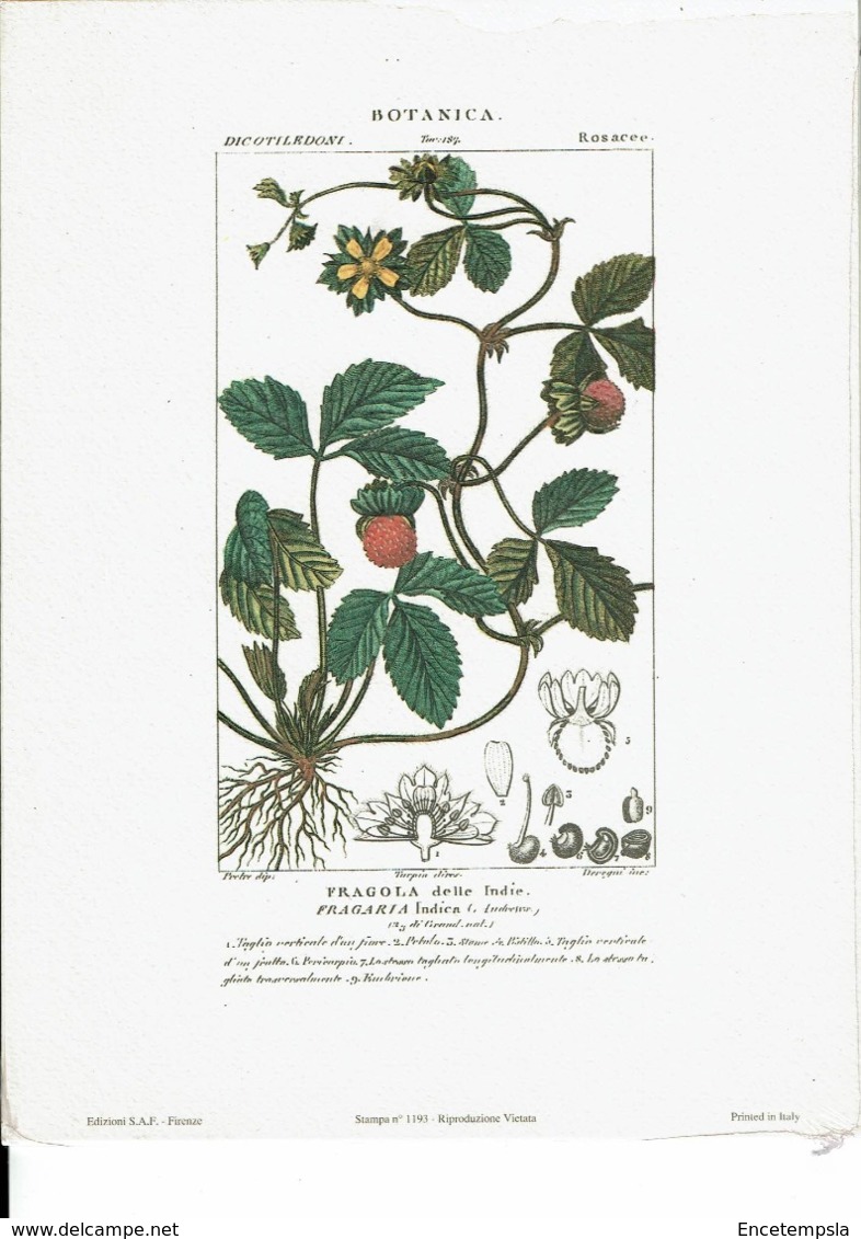 Reproduction De Lithographie -Botanica-Fragola DelleIndie-FragariaIndica  -Li5 - Autres & Non Classés