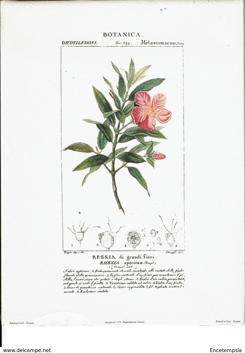 Reproduction De Lithographie -Botanica-Ressia Di Grandi Fiori-Rhexia Speciosa -Li6 - Andere & Zonder Classificatie