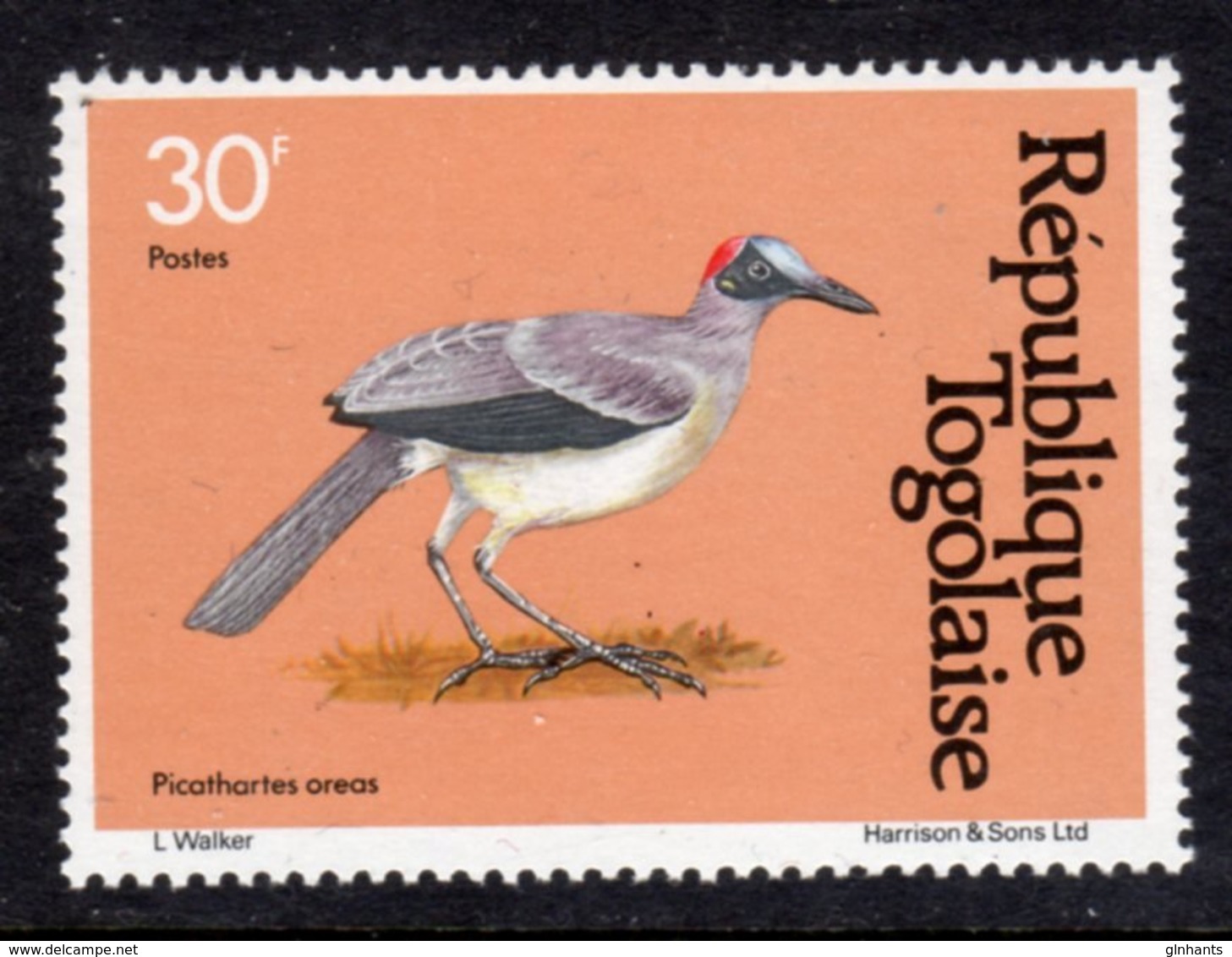 TOGO - 1981 GREY-NECKED BALD CROW 30c BIRDS STAMP FINE MNH ** SG 1529 - Togo (1960-...)