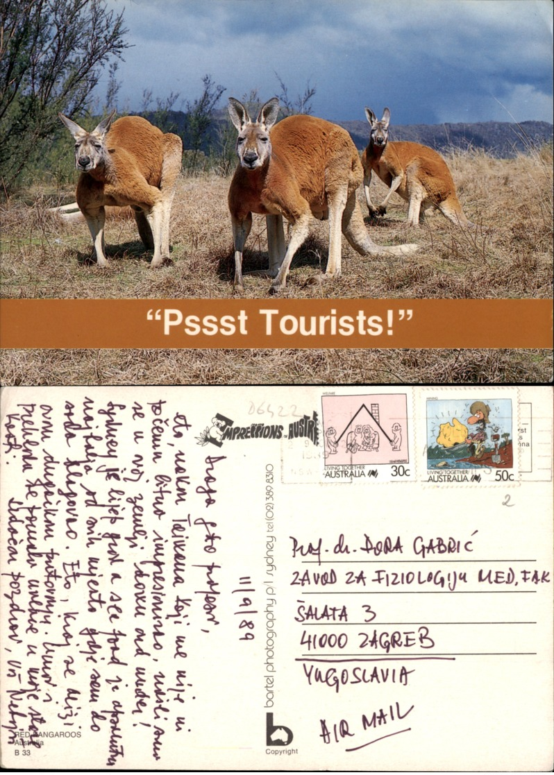 KANGAROOS,AUSTRALIA POSTCARD - Sonstige & Ohne Zuordnung