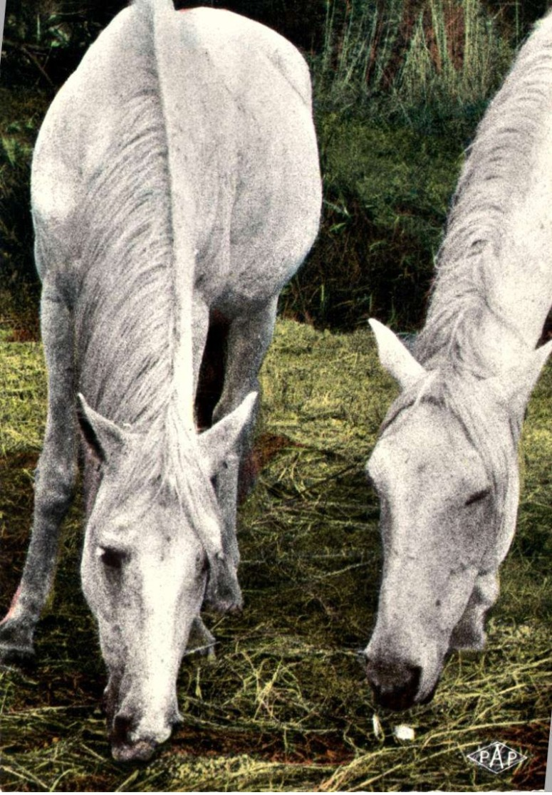 Animaux & Faune > Chevaux/ LOT 567 - Pferde