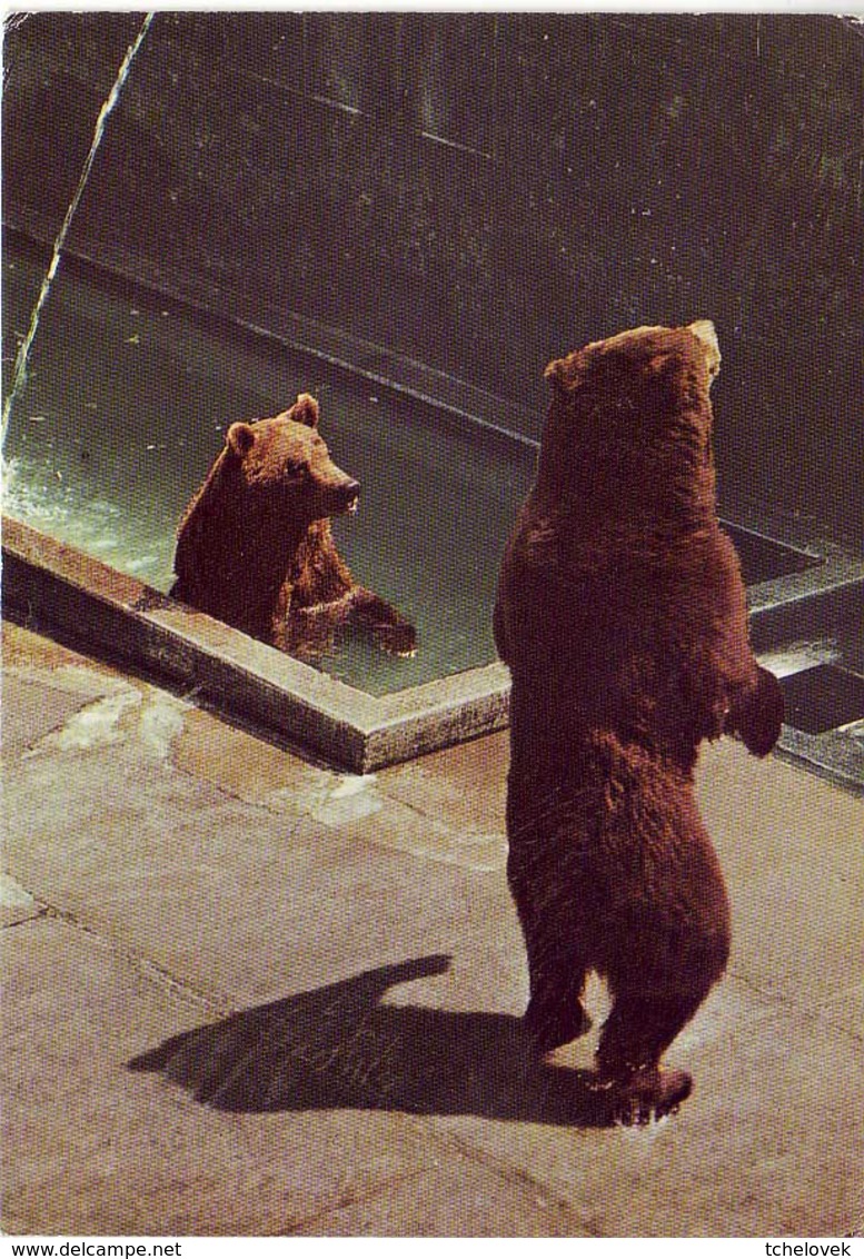 (99). Suisse Bern. Berne. Zoo. 7363 La Fosse Aux Ours. Bear Pit, Bärengraben & Fosse Aux Ours Couleur 1972 Bear - Berna