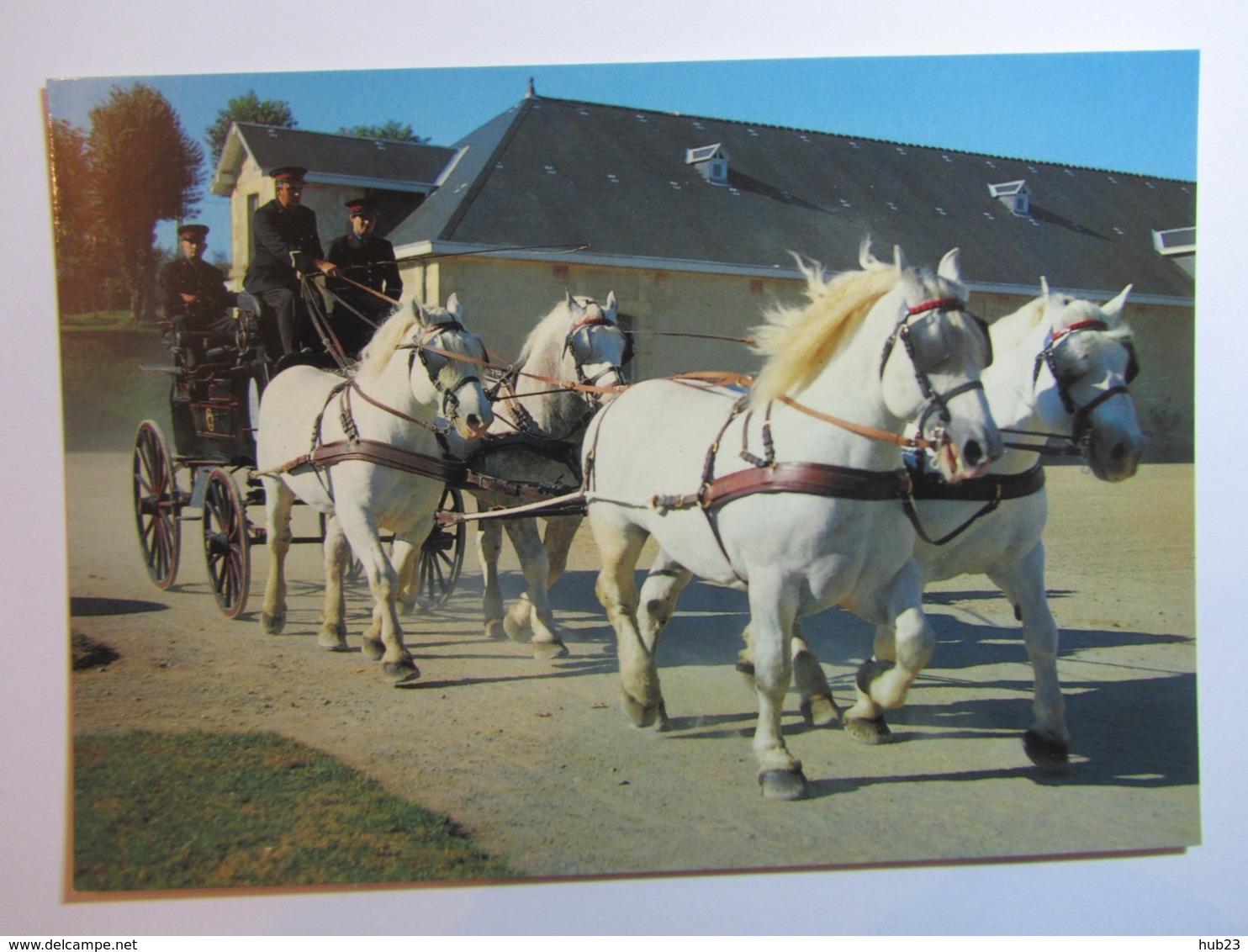 POMPADOUR, Haras, Présentation D'un Attelage De 4 étalons Percherons Tirant Un Grand Beak - Arnac Pompadour