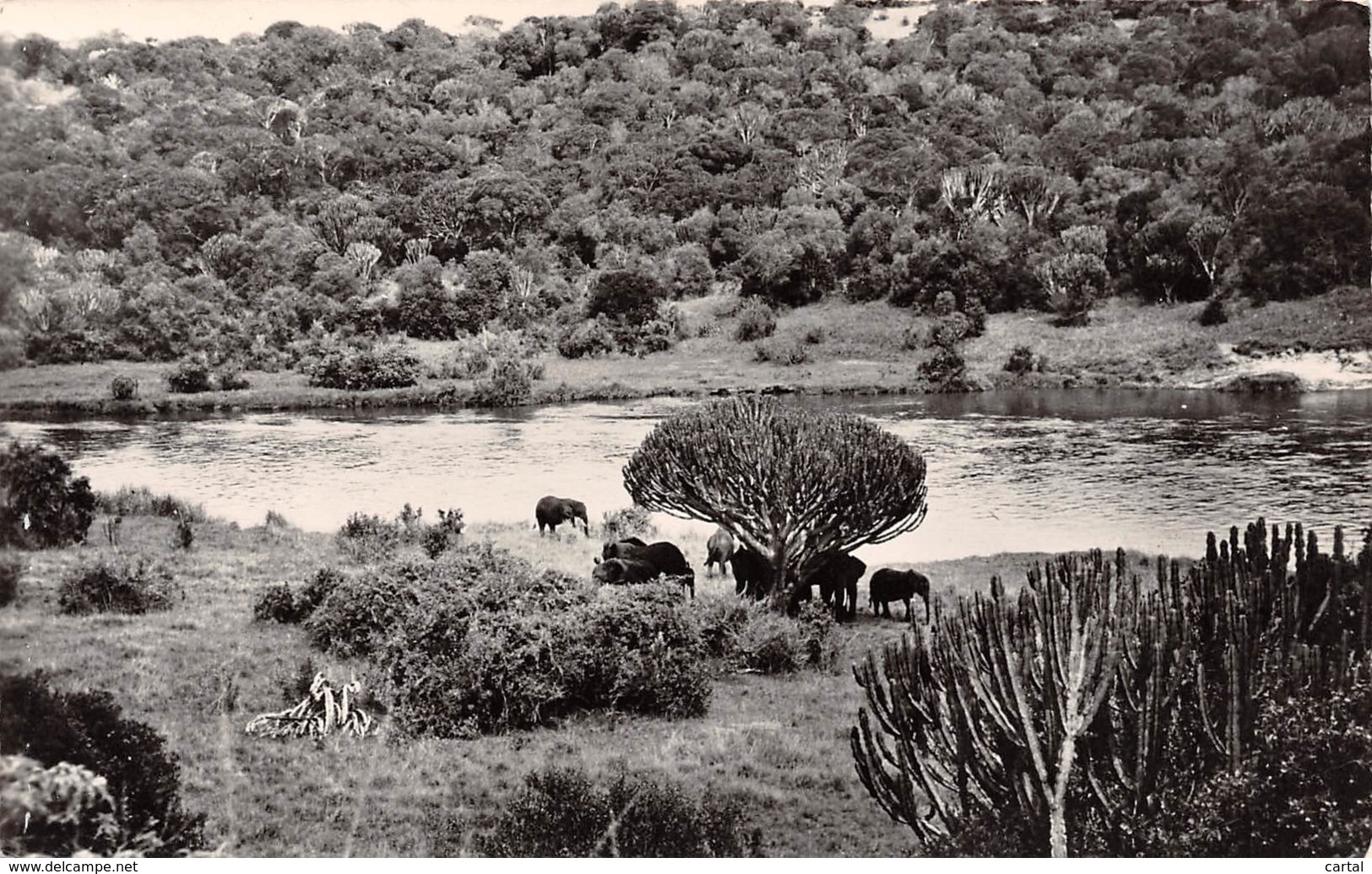 Troupeau D'éléphants à L'ombre Des Eupharbes - Éléphants