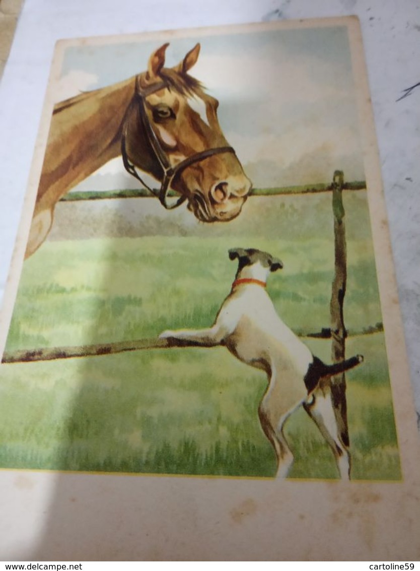 CAVALLO HORSE  E CANE DOG  ILLUSTRATA N 1950  HF1227 - Pferde