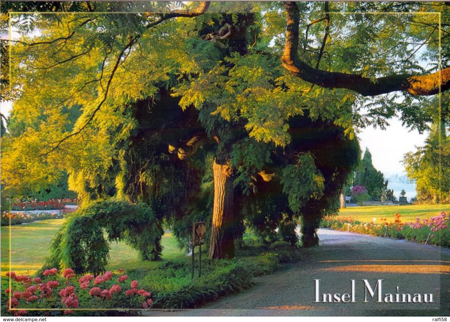 1 AK Germany Baden-Württemberg * Insel Mainau - Weg Beim Rosengarten * - Konstanz