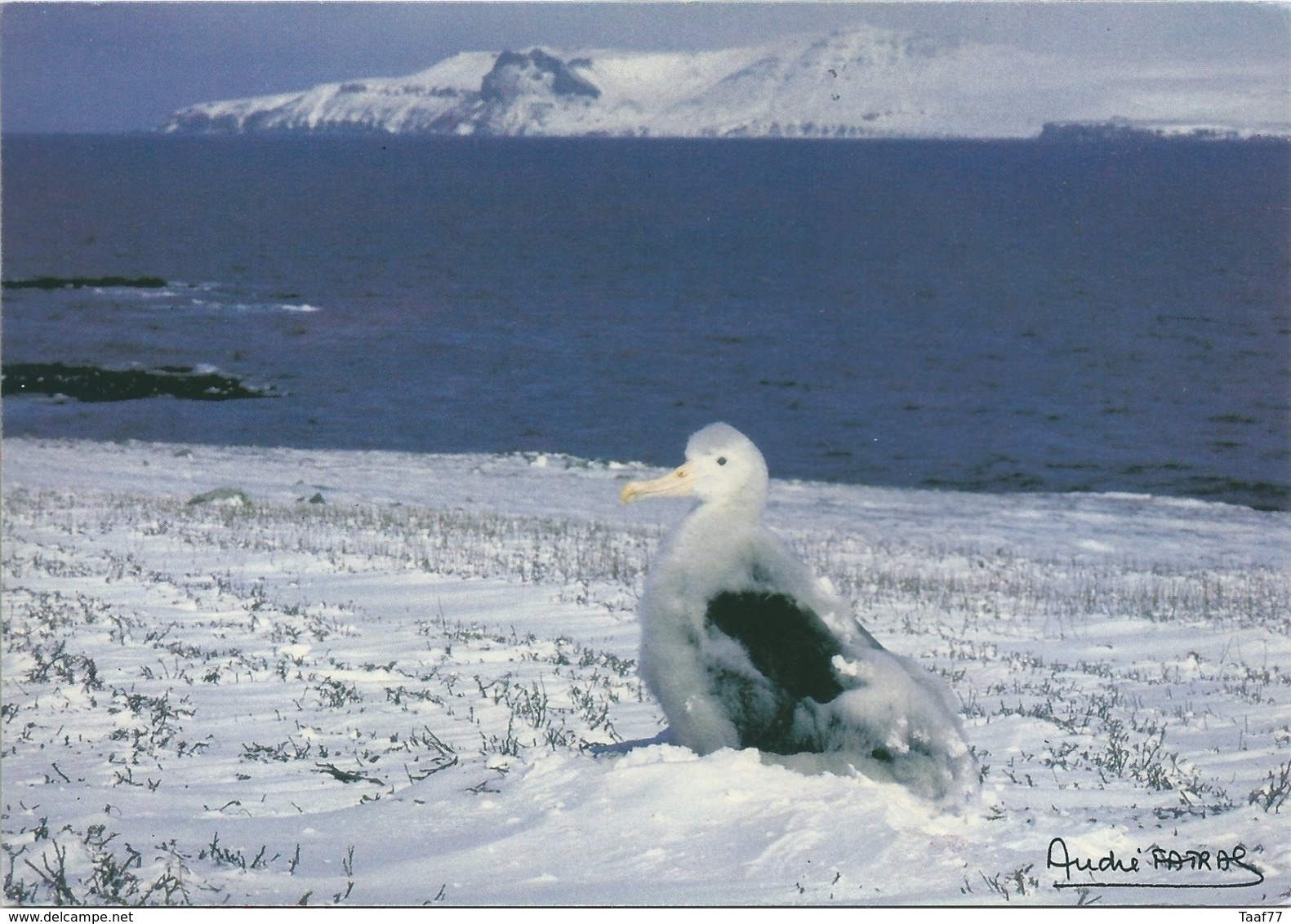 TAAF -Port Aux Français-Kerguelen: Carte Postale Albatros "Kerguelen De Trémarec" Avec N°196 Mancoglosse - 29/03/1995 - Briefe U. Dokumente