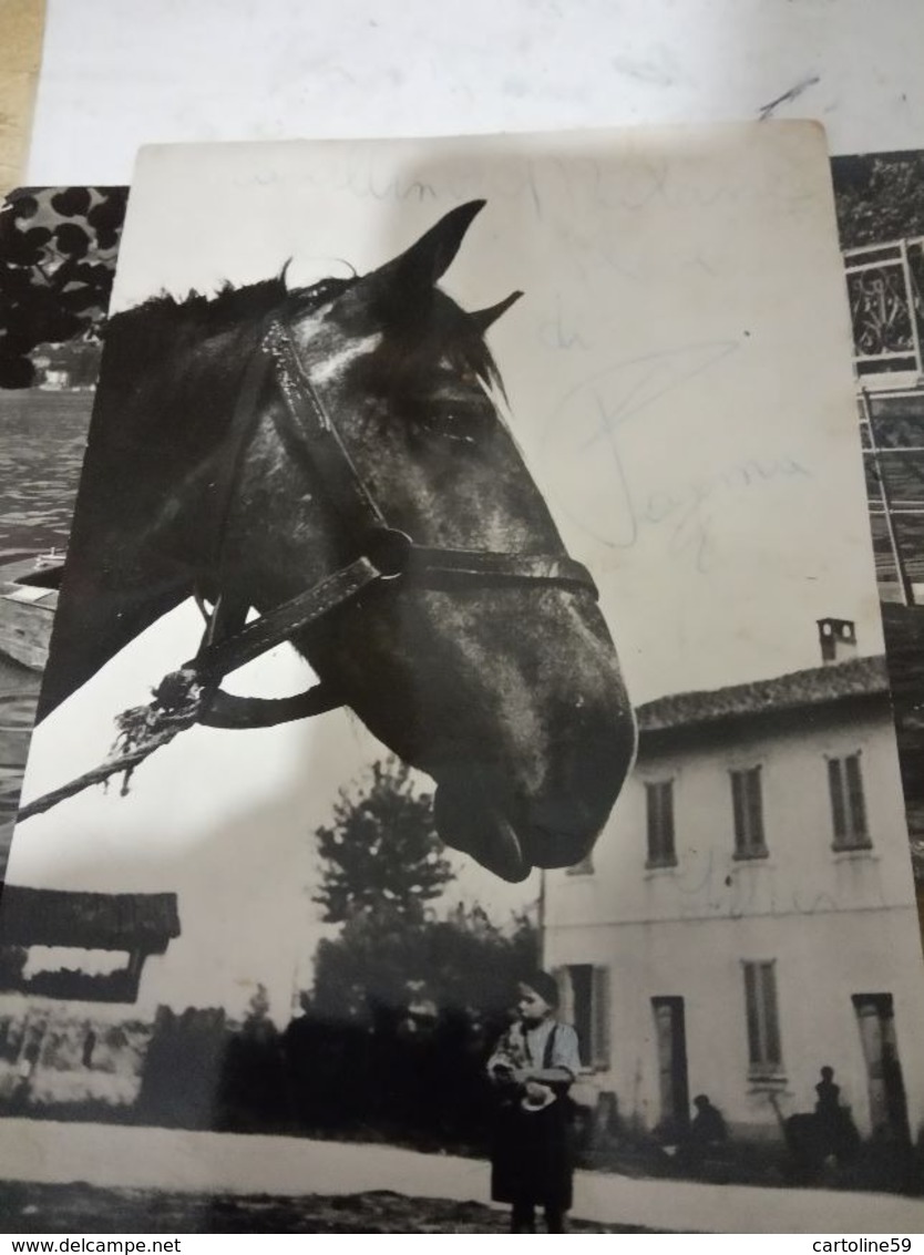 CAVSLLO HORSE  TESTA   VB1964  HF1232   Segni A Biro - Cavalli