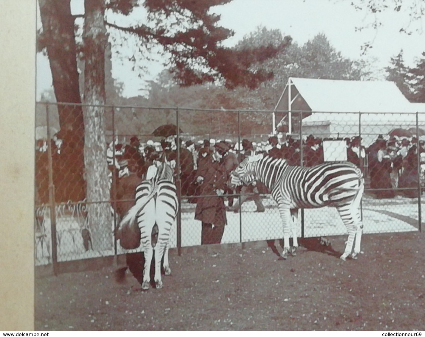 2 Photos Originales Du Jardin D'acclimatation Animaux Africain Zèbres En 1903 - Anciennes (Av. 1900)