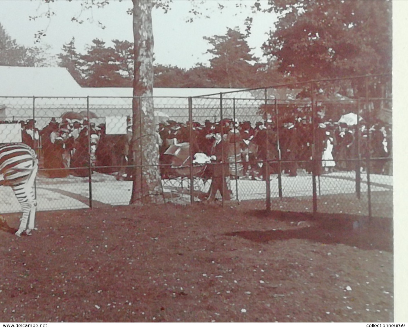 2 Photos Originales Du Jardin D'acclimatation Animaux Africain Zèbres En 1903 - Anciennes (Av. 1900)