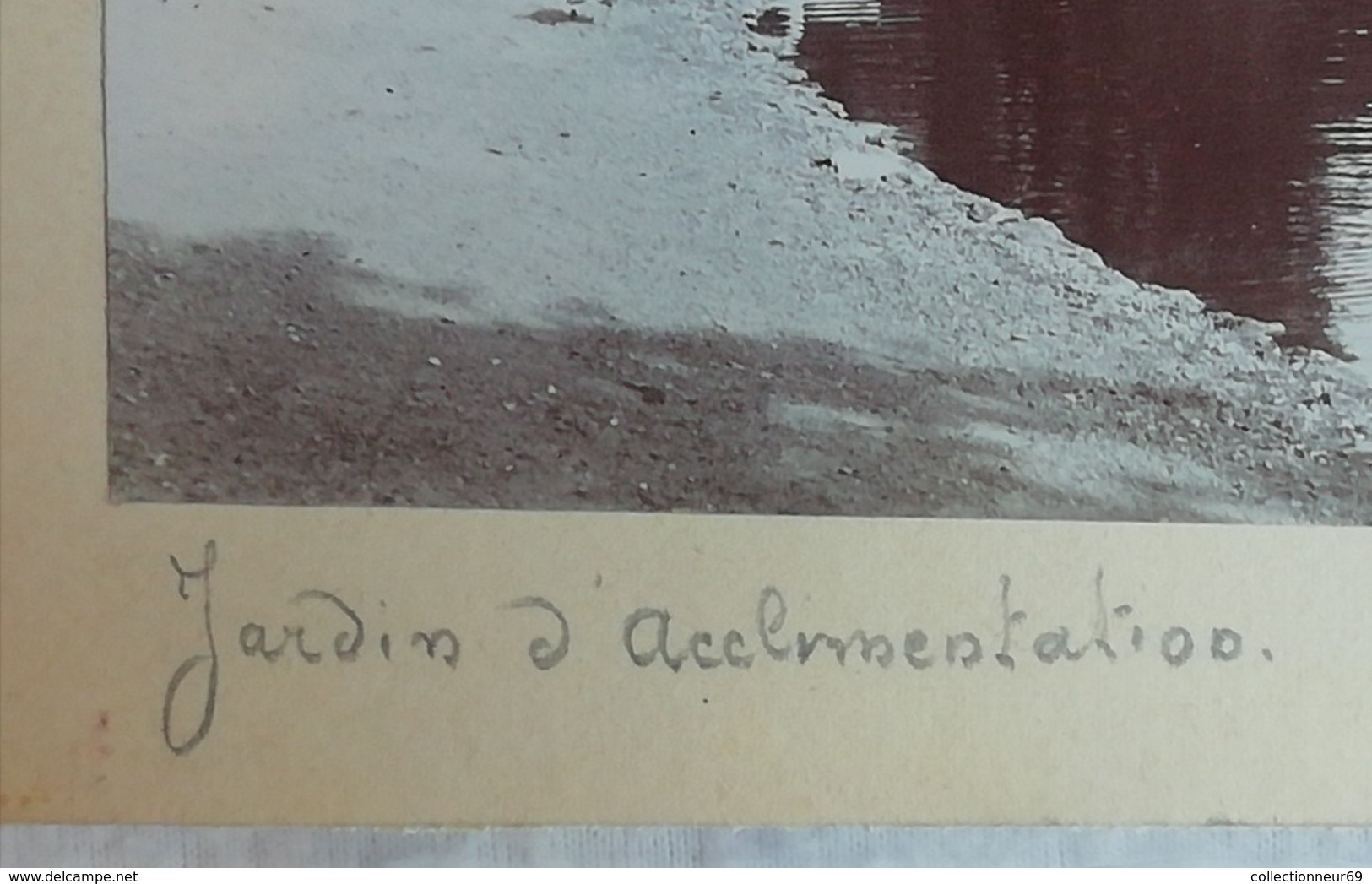 2 Photos Originales Du Jardin D'acclimatation Animaux Africain Zèbres En 1903 - Anciennes (Av. 1900)