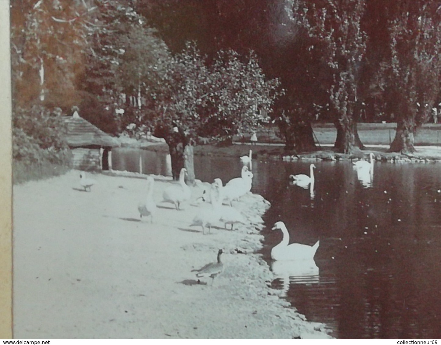 2 photos originales du Jardin d'acclimatation Animaux Africain Zèbres en 1903