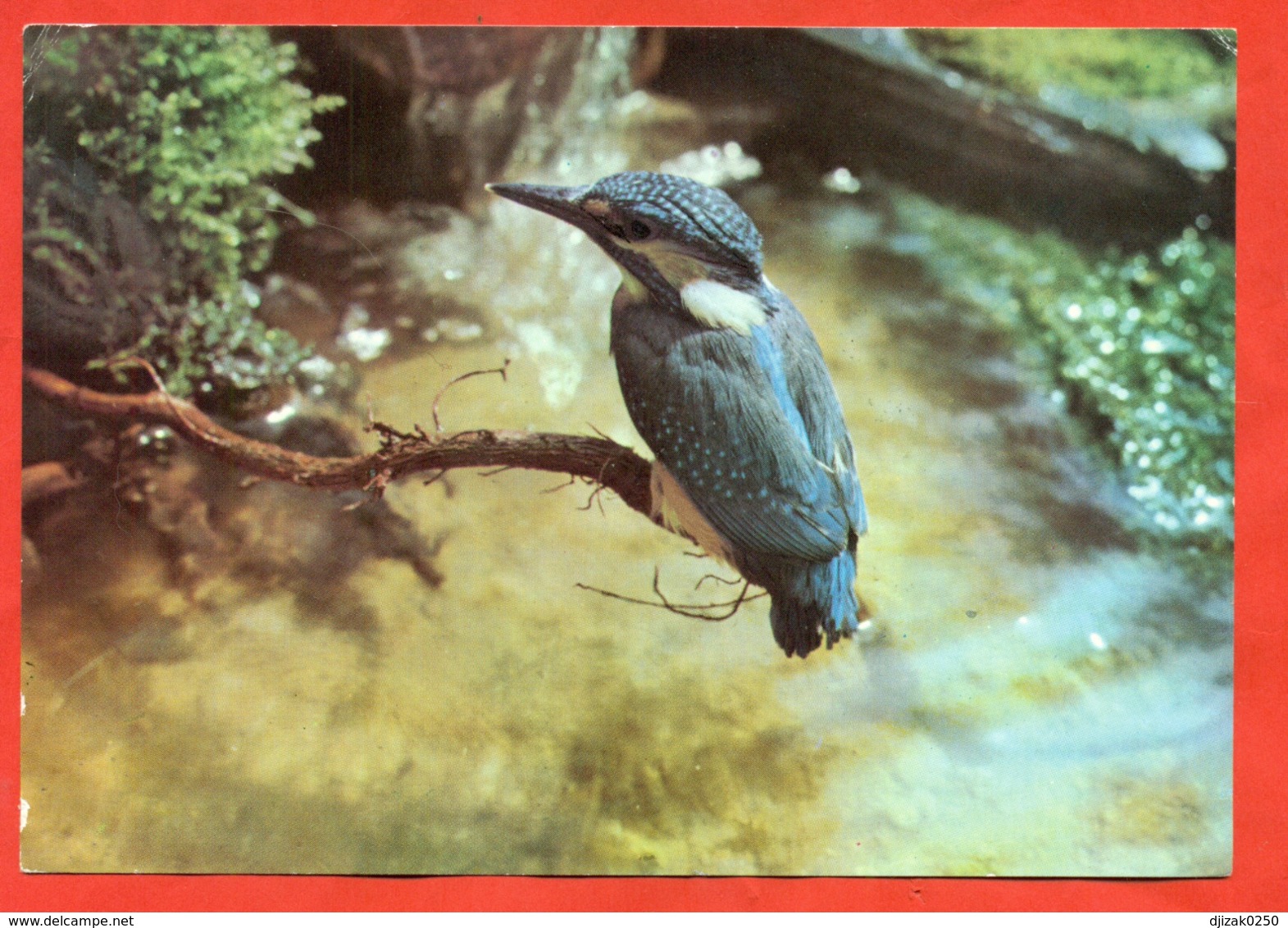 GDR 1980.Kingfisher. Special Cancellation "200 Years Since The Birth Of Zoologist Naumann." - Other & Unclassified
