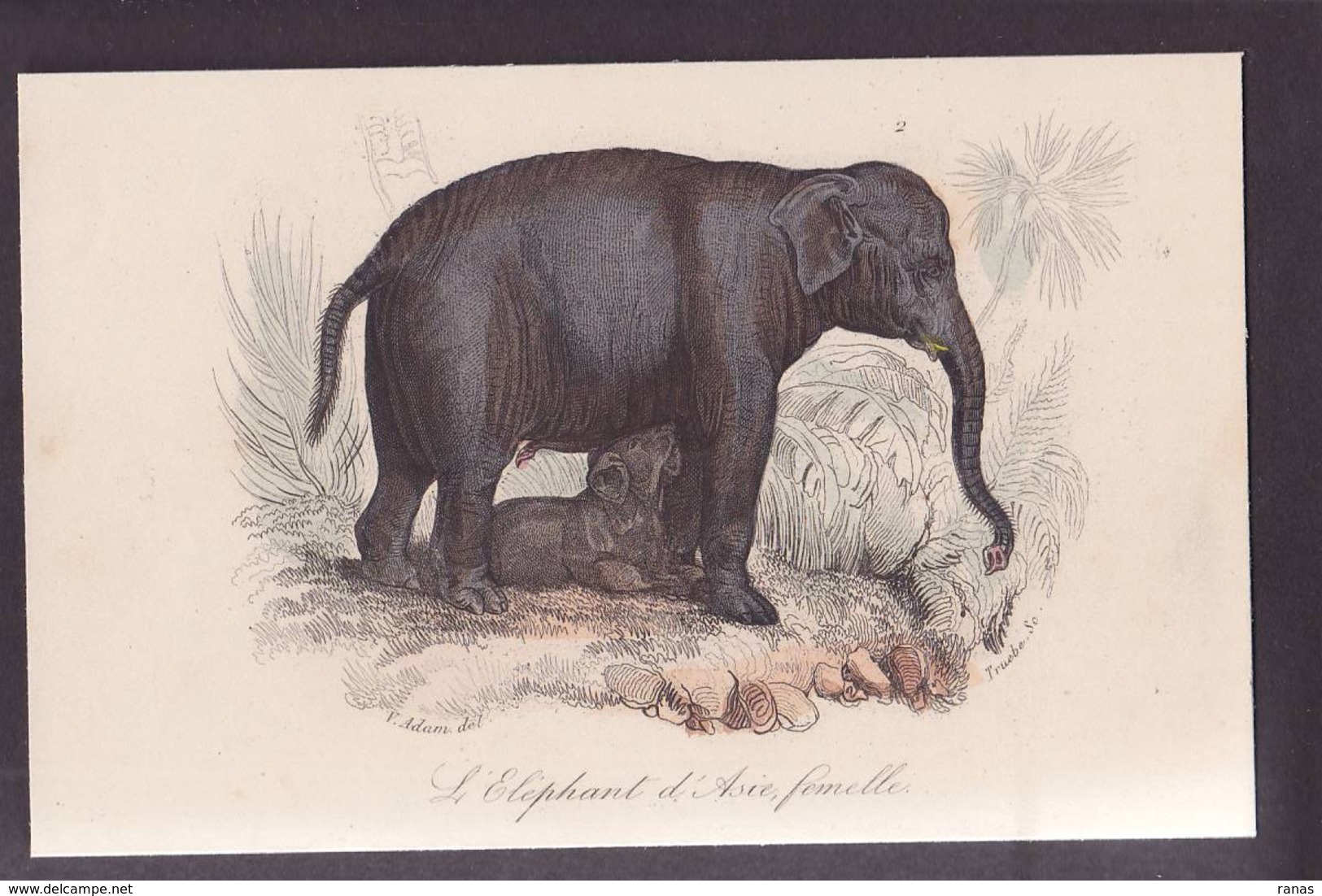 CPA éléphant Litho Gravure Non Circulé - Éléphants