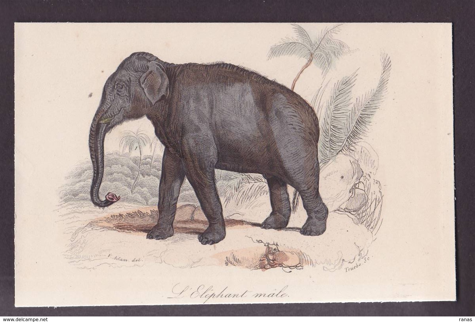 CPA éléphant Litho Gravure Non Circulé - Elephants