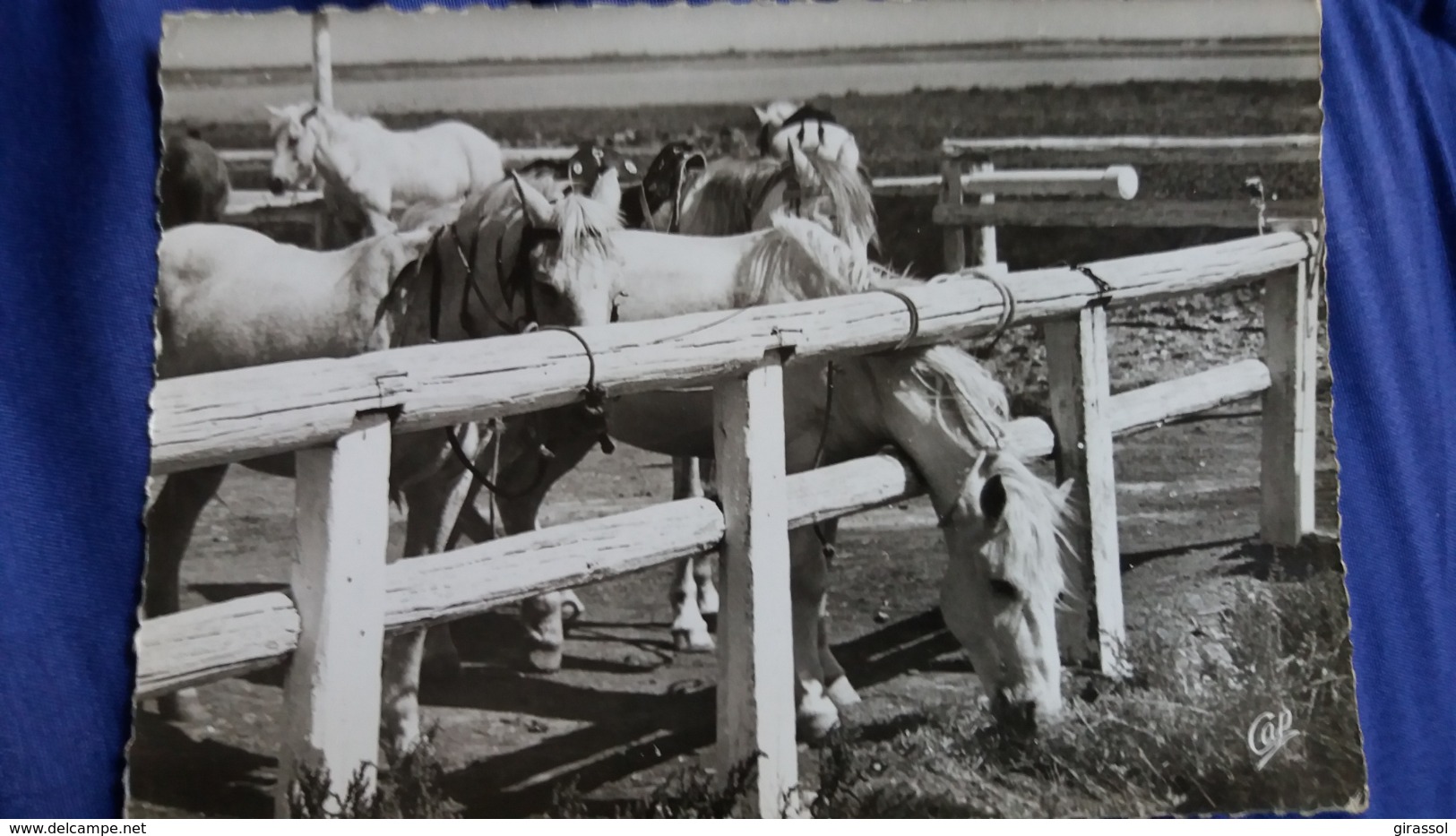 CPSM CHEVAL CHEVAUX EN PROVENCE CHEVAUX DE CAMARGUE ED REAL PHOTO CAP 1543 - Chevaux