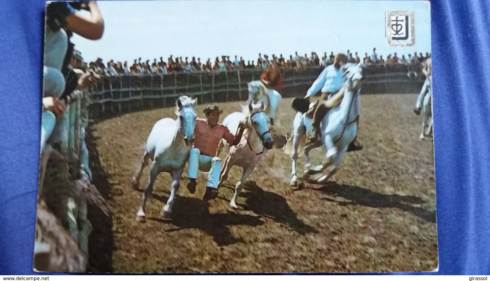 CPSM CHEVAL CHEVAUX LUMIERE ET COULEURS DE LA CAMARGUE JEUX DE GARDIANS ED DINO - Cavalli