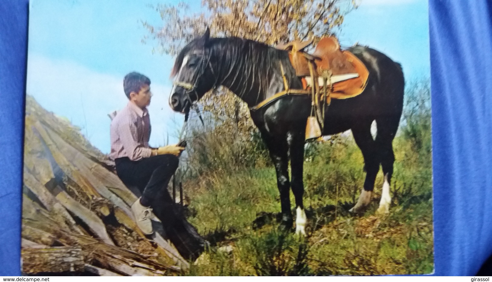 CPSM CHEVAL LA SALVETAT PEYRALES AVEYRON COMPREHENSION ENTRE L HOMME ET LE CHEVAL ES AS PAP POUX 1971 - Horses