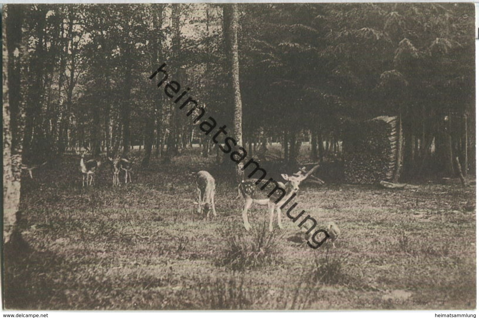 Friedrichsruh Bei Hamburg - Damwild Im Saupark Sachsenwald - Verlag J. Schlotfeldt Bergedorf - Friedrichsruh