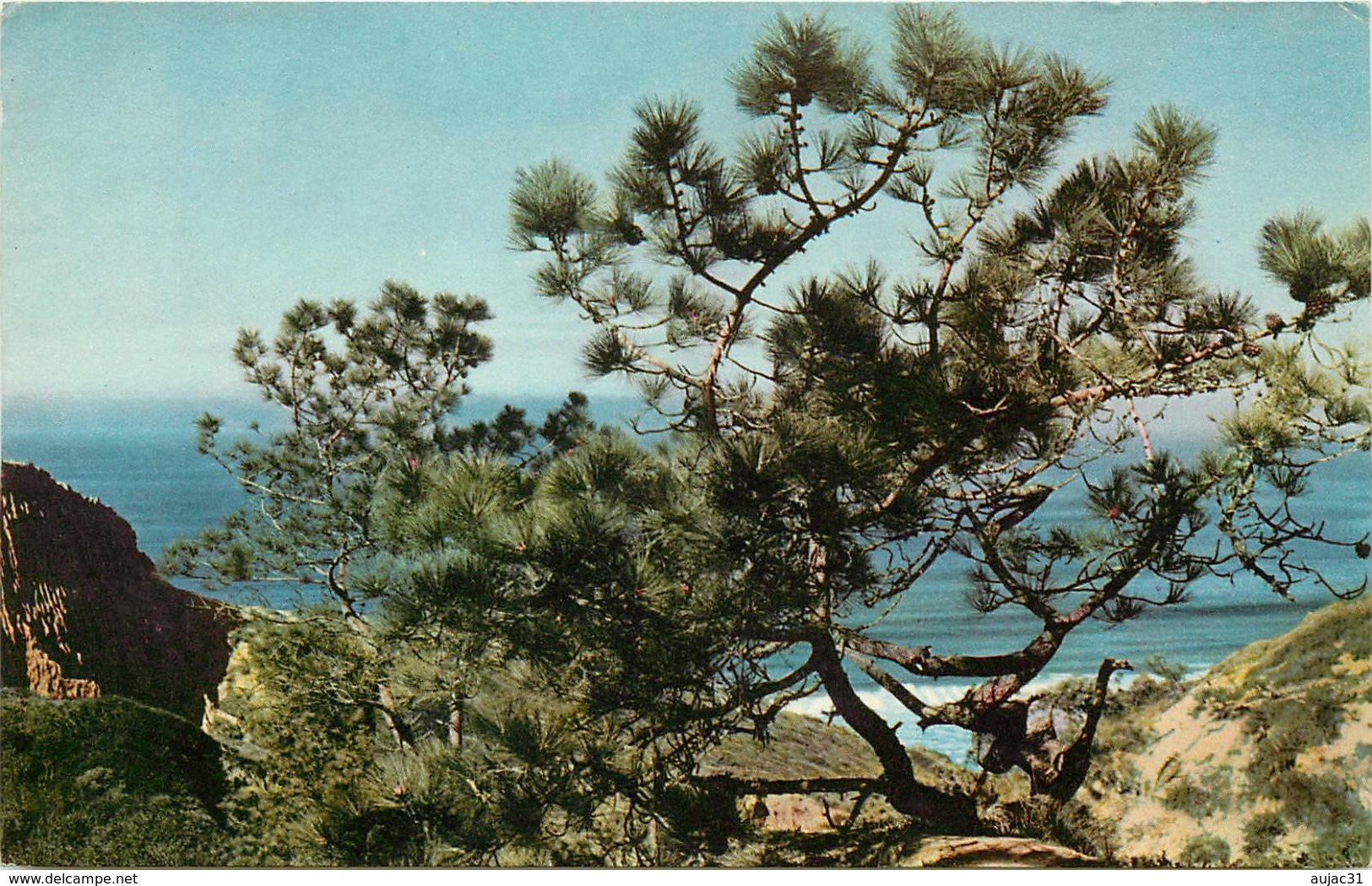 Etats-Unis - California - Torrey Pine Near San Diego - Arbres - Arbre - état - San Diego