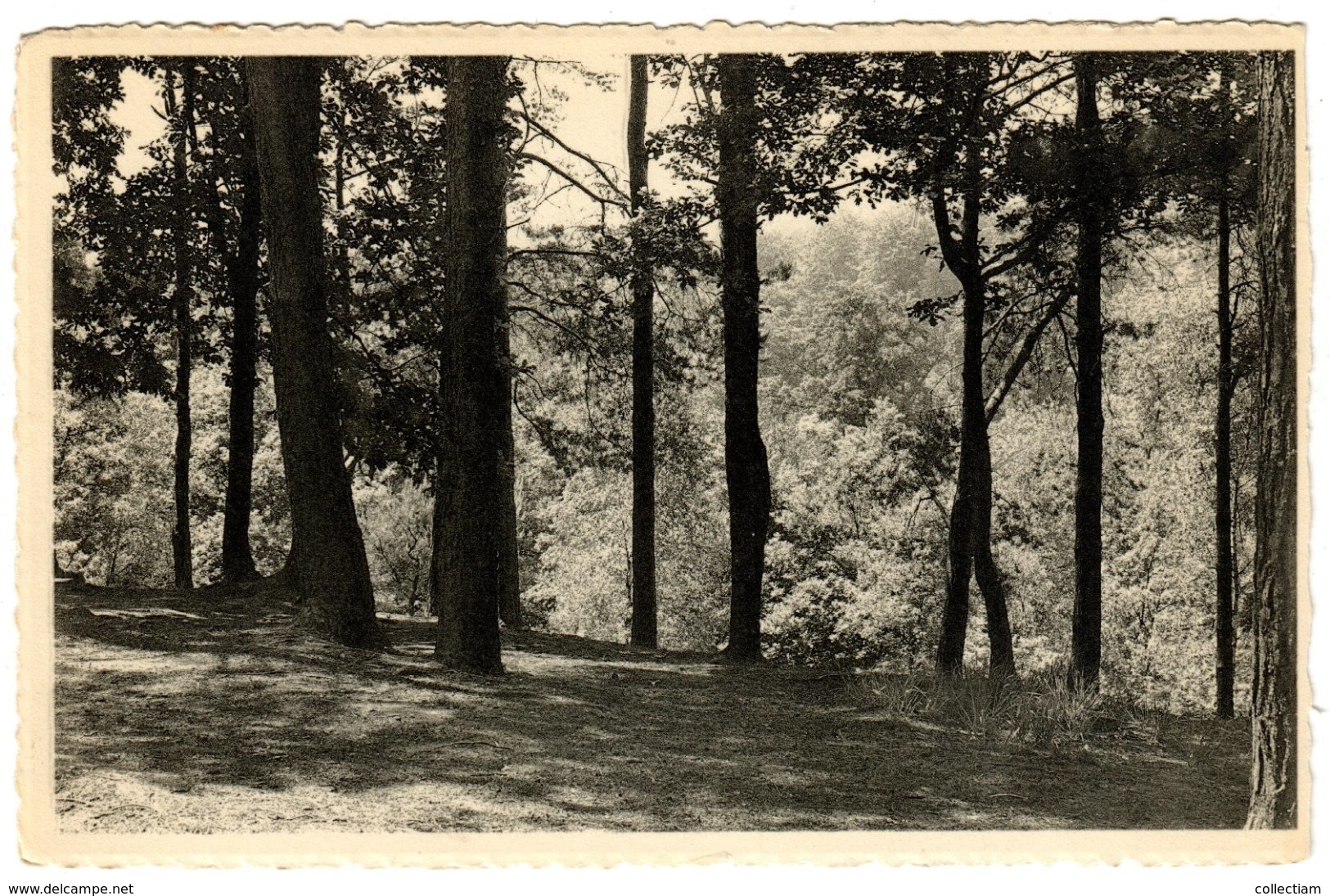 HOEILAART - "Point De Vue" In Het Bos Te Groenendael - Hoeilaart