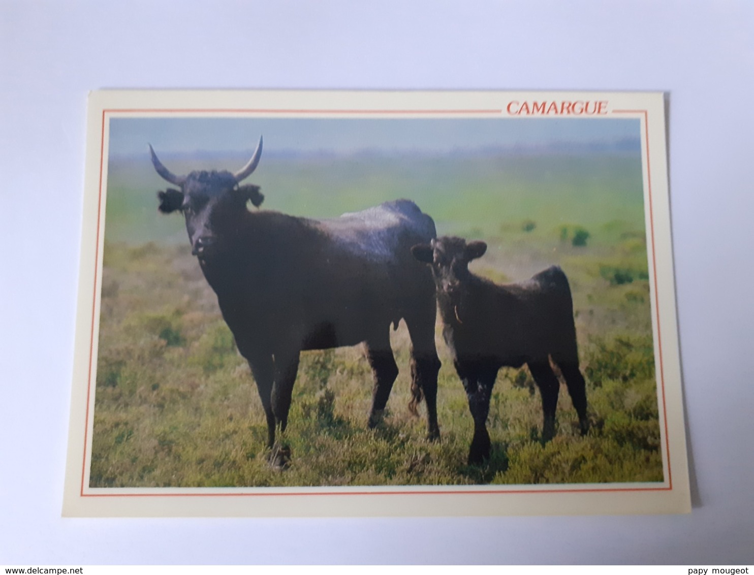 Vachette Camarguaise Et Son Veau - Andere & Zonder Classificatie