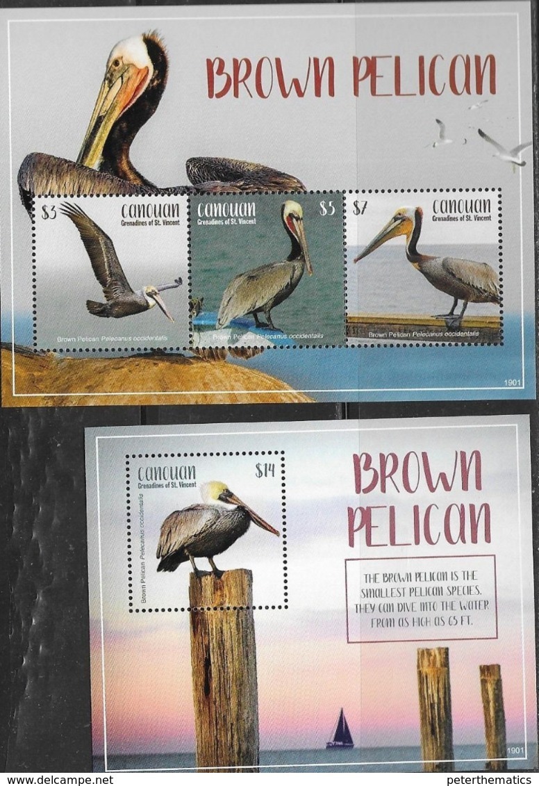 CANOUAN, GRENADINES OF ST. VINCENT, 2019, MNH, 2019, BIRDS, PELICANS, BROWN PELICAN, SHEETLET+ S/SHEET - Pelicans