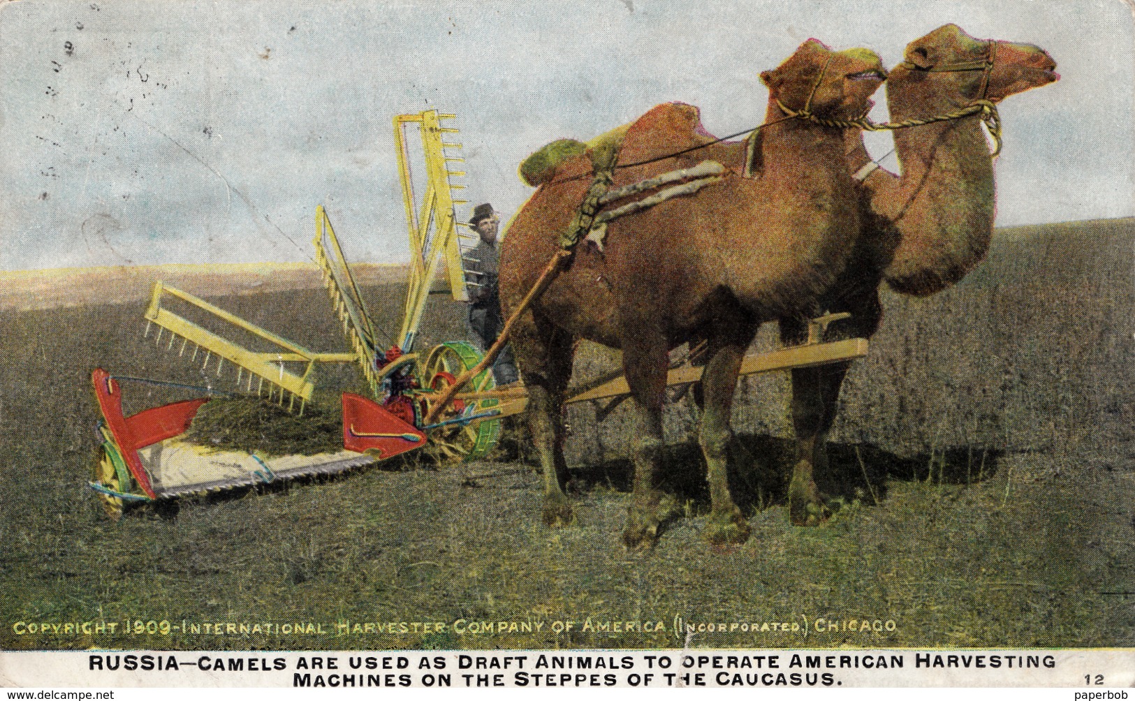 RUSSIA , CAUCASUS , CAMEL , HARVEST - Werbepostkarten