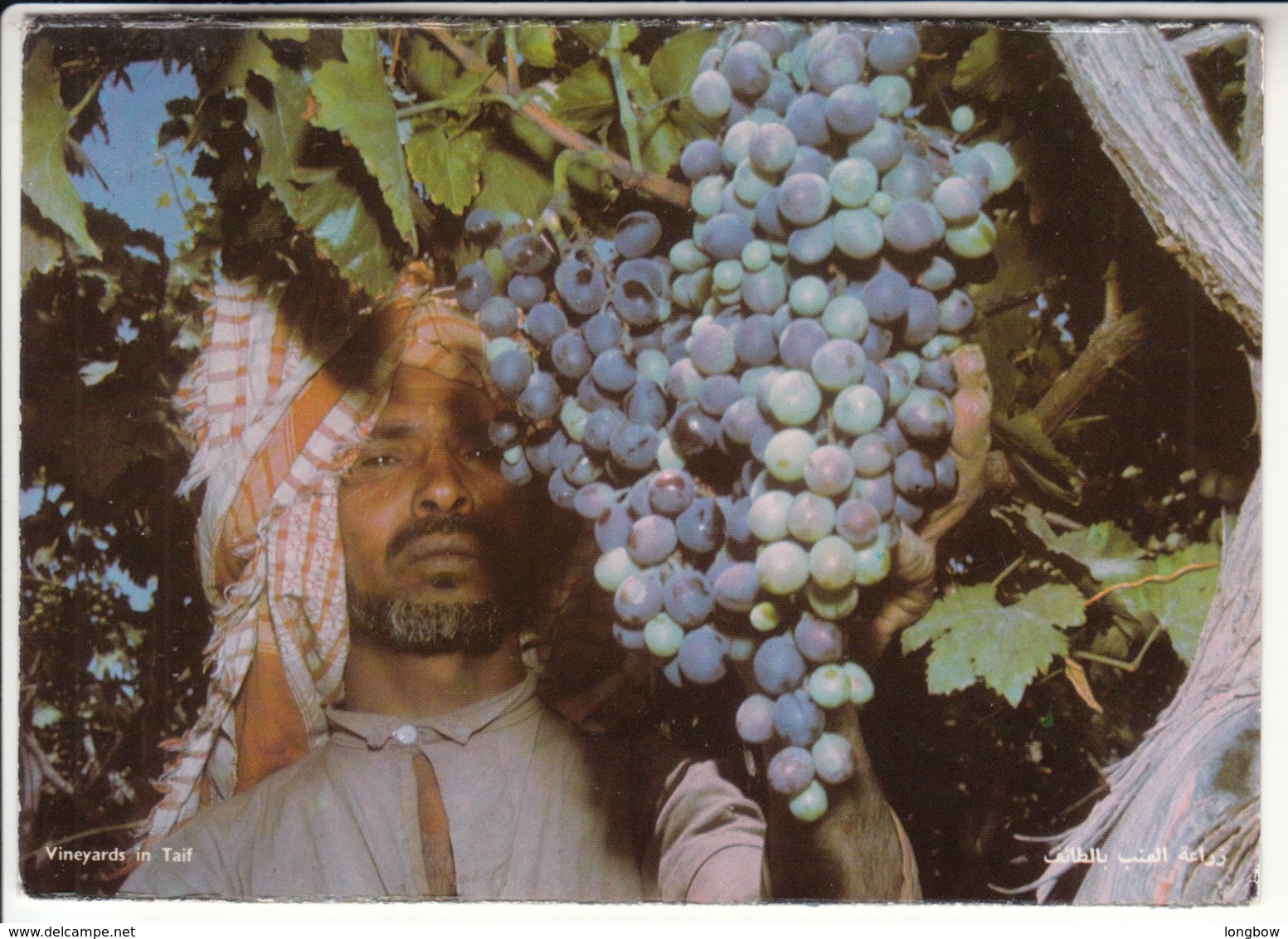 Vineyards In Taif , Saudi Arabia - Arabia Saudita