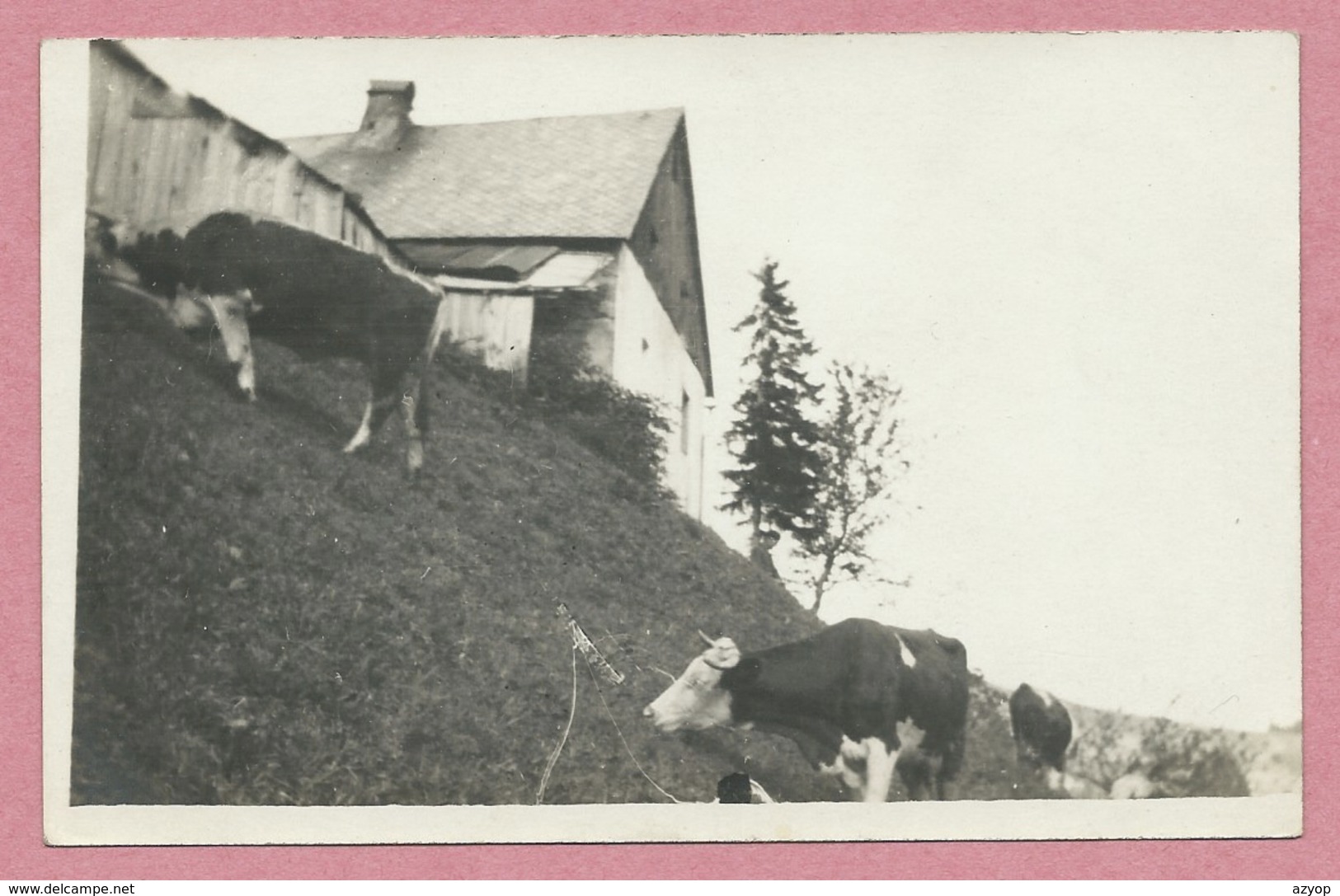 68 - Hautes Vosges - Carte Photo à Localiser - Ferme Auberge - Vaches - Vallée De MUNSTER ? - Vallée De THANN ? - Autres & Non Classés