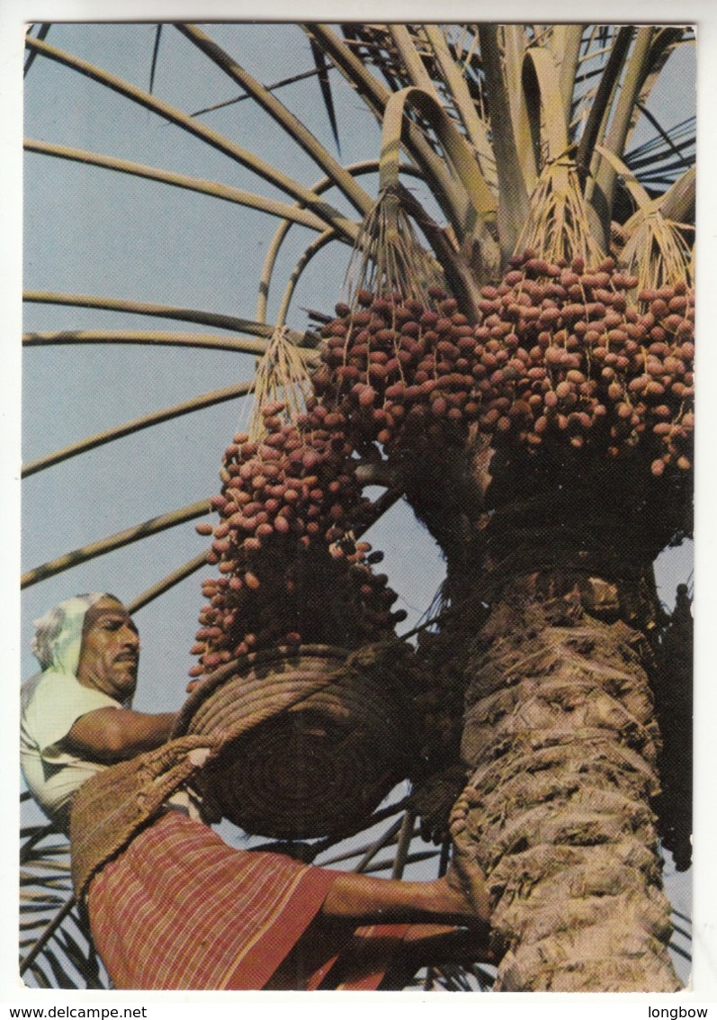 Harvesting The Date Palm , Bahrain - Bahrein