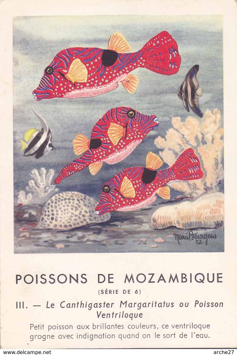 CHROMO - Biscottes Clément - Poisson - Canthigaster - Mozambique - Publicité Marinol - Laboratoire La Biomarine - Animales
