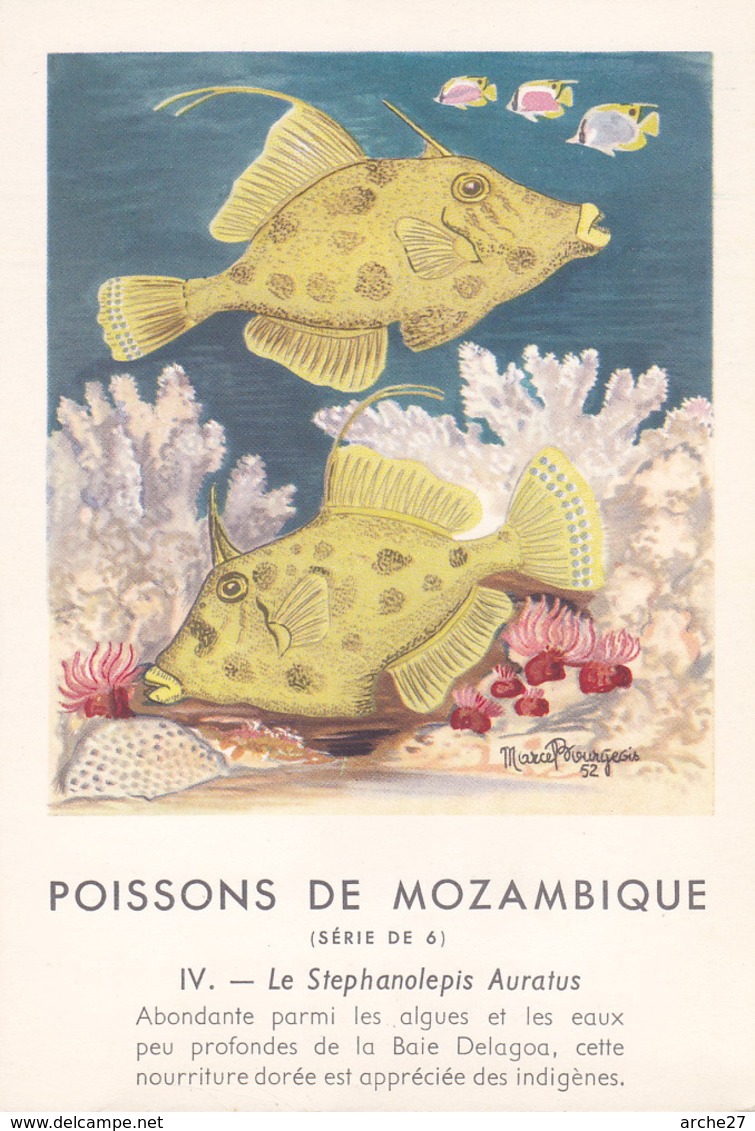 CHROMO - Biscottes Clément - Poisson - Stephanolepis - Mozambique - Publicité Marinol - Laboratoire La Biomarine - Animales
