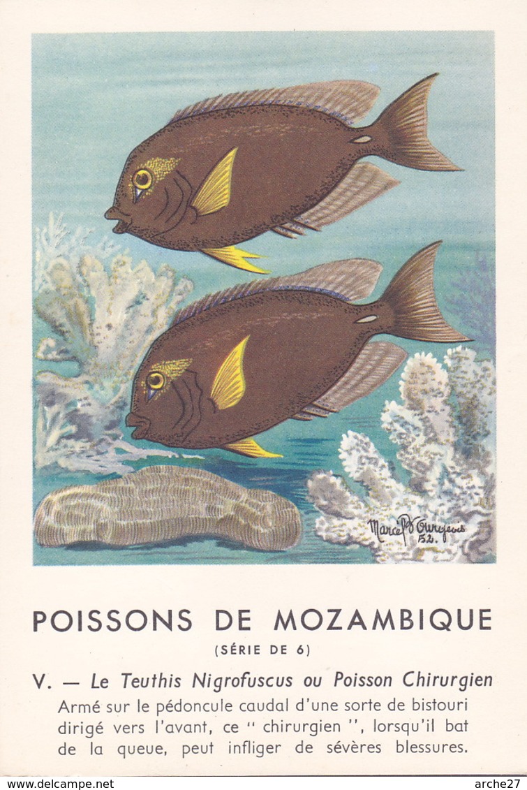 CHROMO - Biscottes Clément - Poisson - Teuthis - Mozambique - Publicité Marinol - Laboratoire La Biomarine - Animales