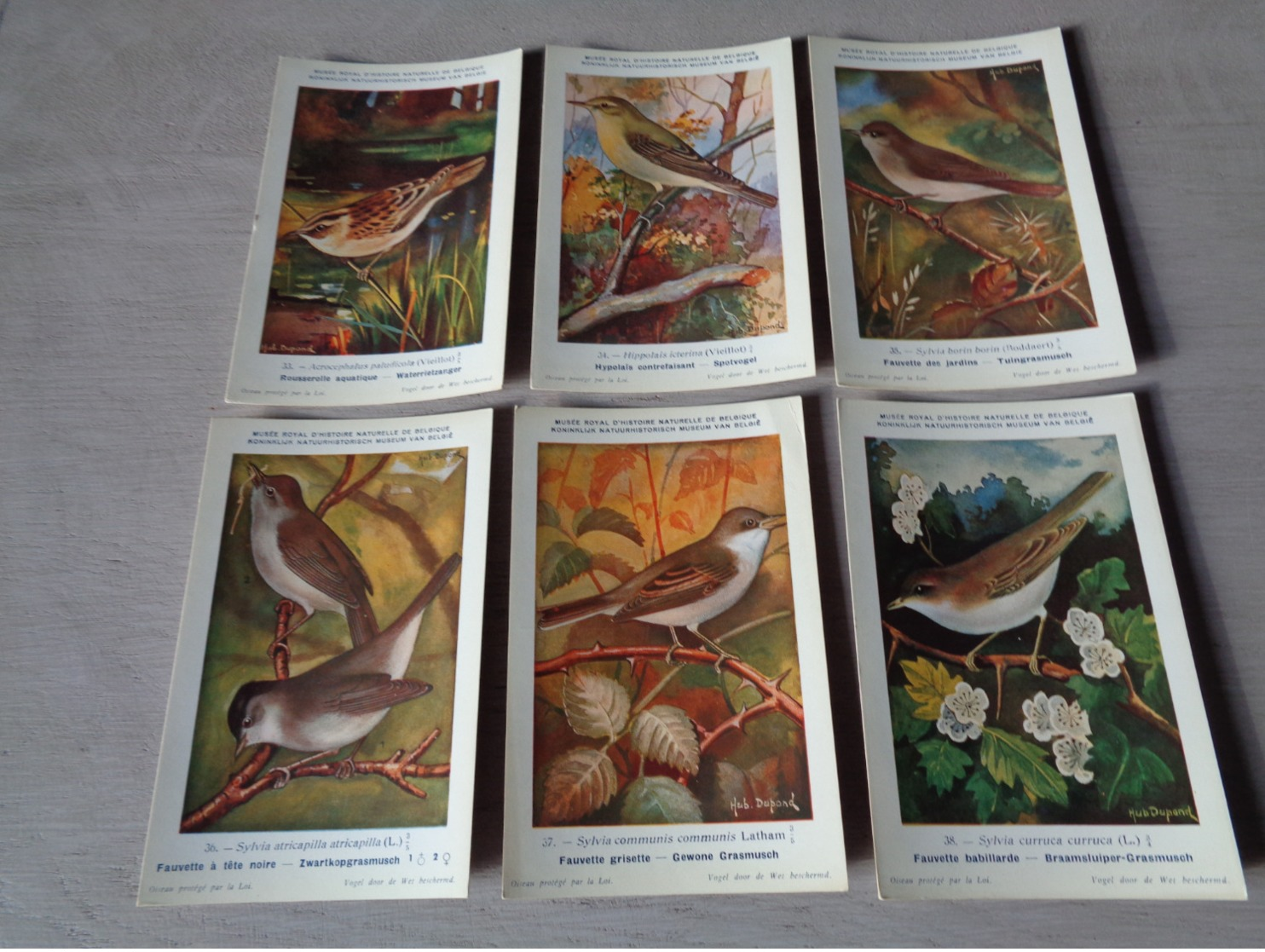 Beau Lot De 10 Cartes Postales Oiseaux  Oiseau  Illustrateur H.Dupond     Mooi Lot Van 10 Postkaarten Van Vogels  Vogel - 5 - 99 Cartes