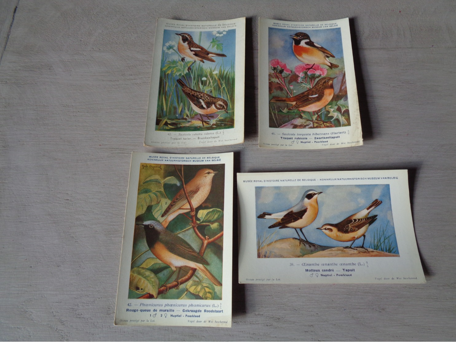 Beau Lot De 10 Cartes Postales Oiseaux  Oiseau  Illustrateur H.Dupond     Mooi Lot Van 10 Postkaarten Van Vogels  Vogel - 5 - 99 Cartes