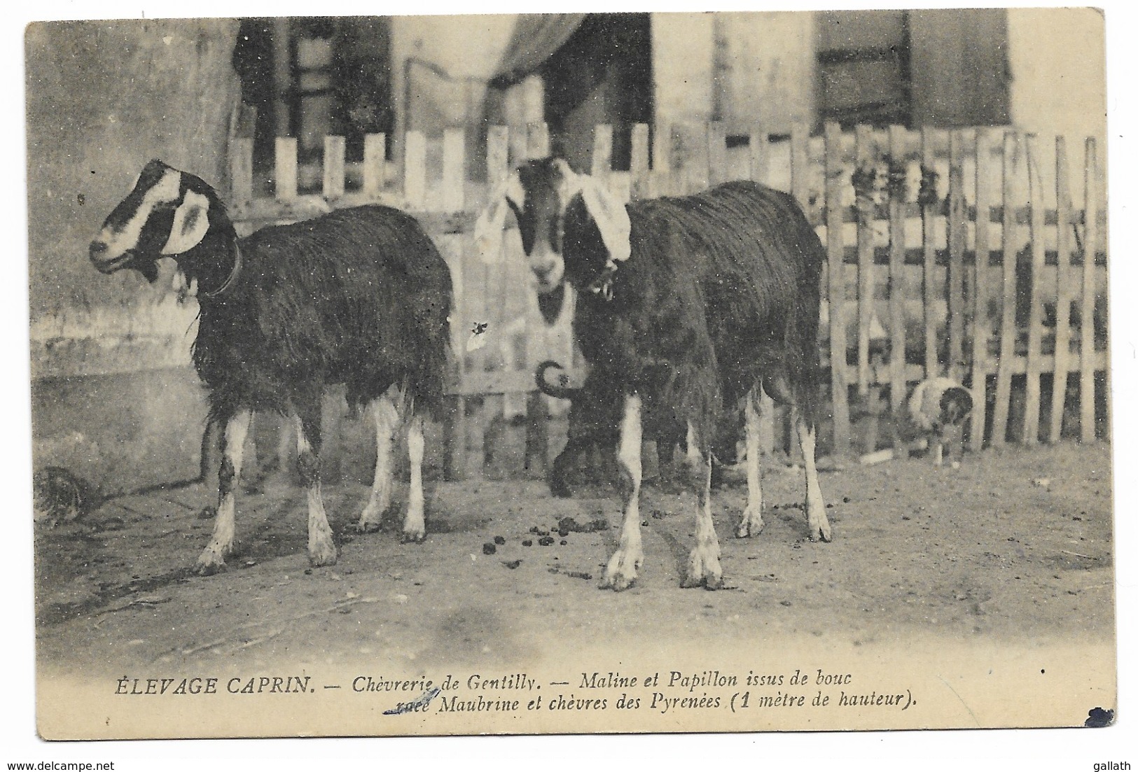 94-GENTILLY-Elevage Caprin, Chèvrerie - Maline Et Papillon Issus De Bouc Race Maubrine Et Chèvres Des Pyrénées... - Gentilly
