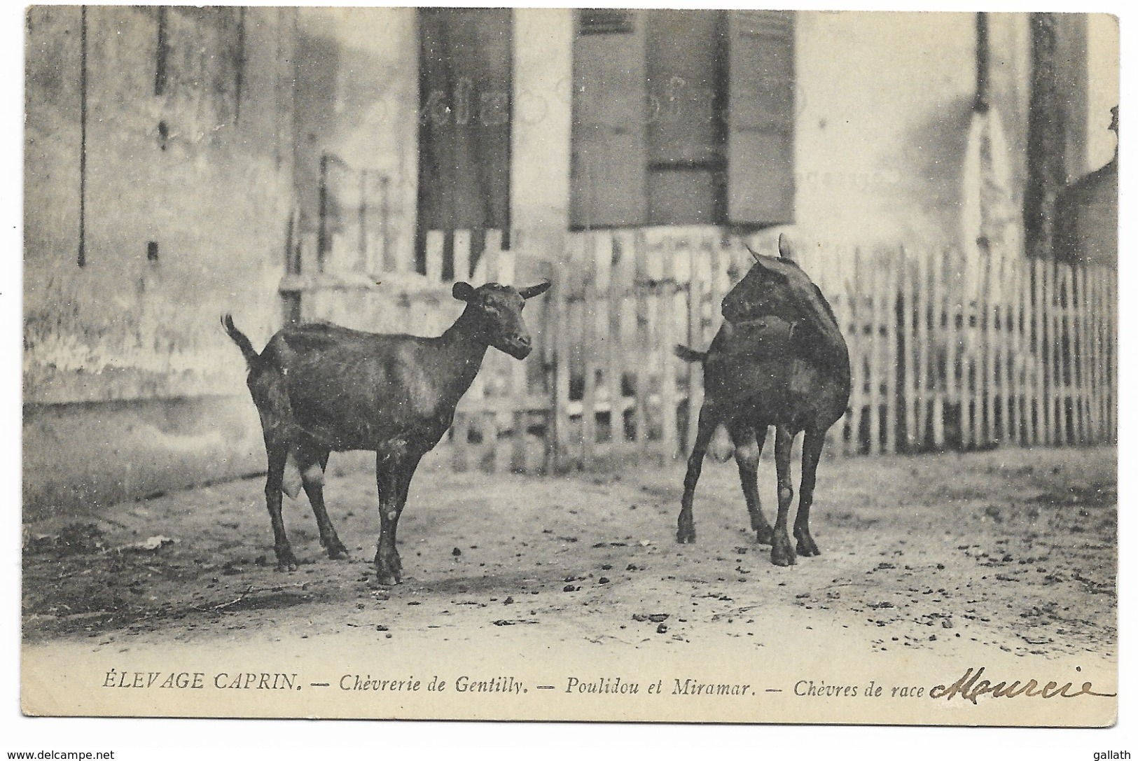 94-GENTILLY-Elevage Caprin, Chèvrerie - Poulidou Et Miramar, Chèvres De Race Murcie... - Gentilly