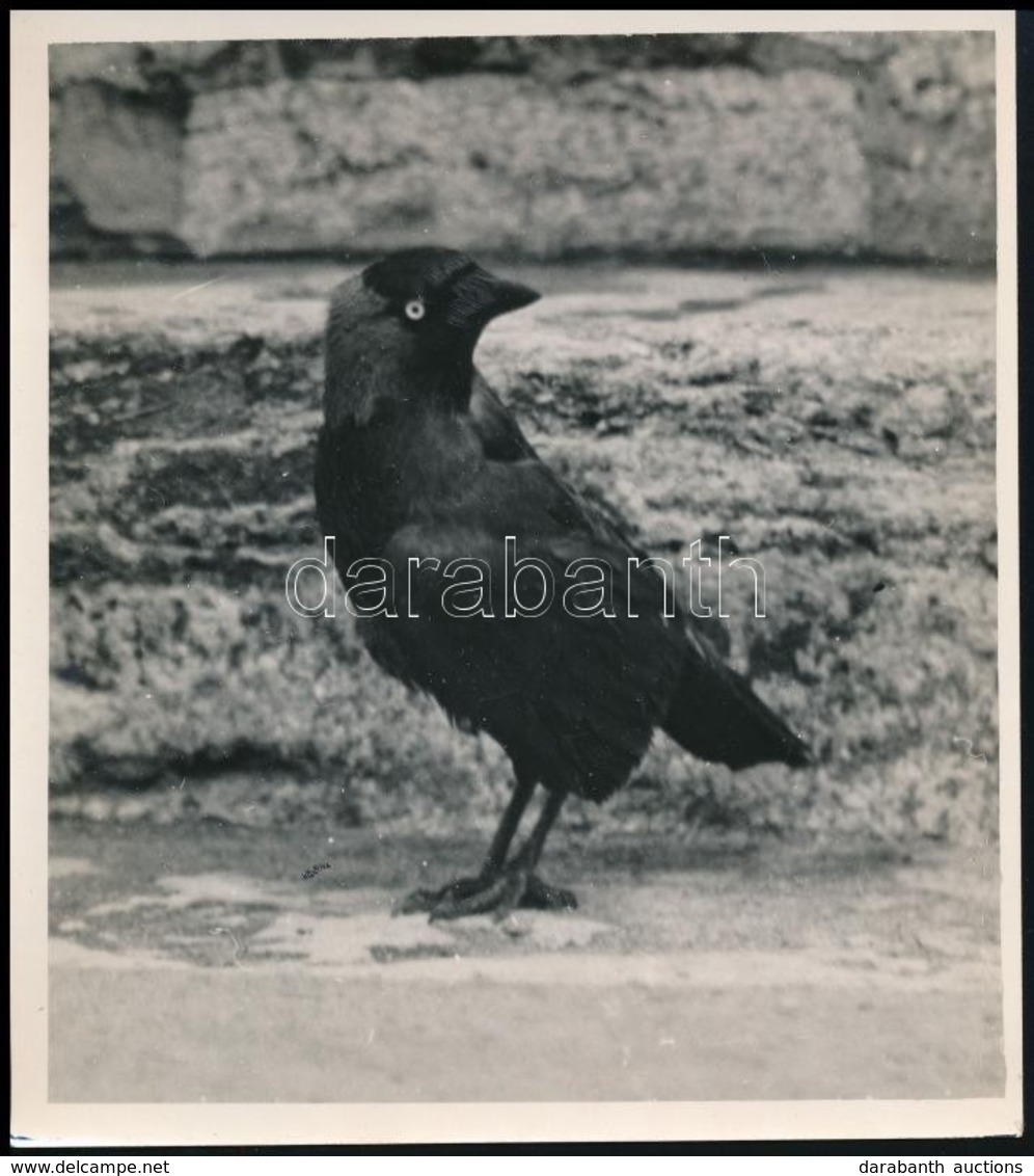 1935 Kinszki Imre (1901-1945) Budapesti Fotóművész Hagyatékából, Pecséttel Jelzett és Aláírt, Vintage Fotó (Jancsi Névre - Otros & Sin Clasificación