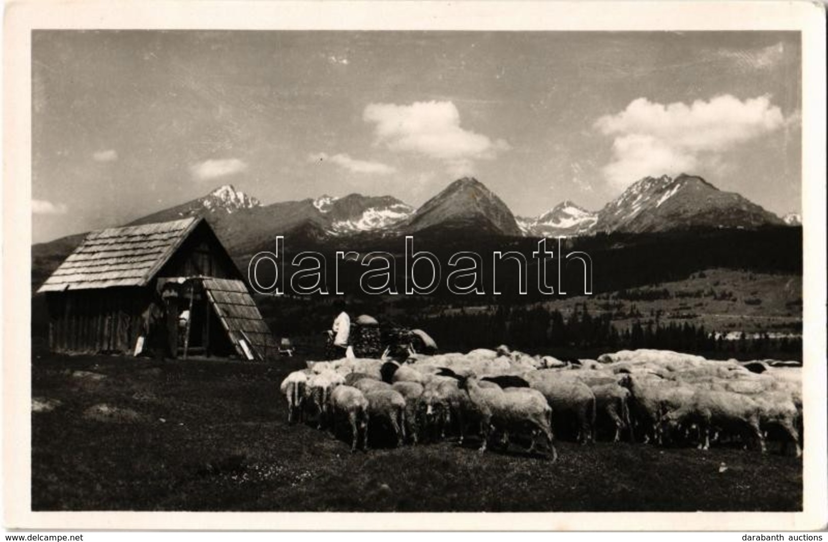 ** T2 1946 Tátra, Tatry; Csorba, Juhnyáj / Strba, Flock Of Sheep - Sin Clasificación